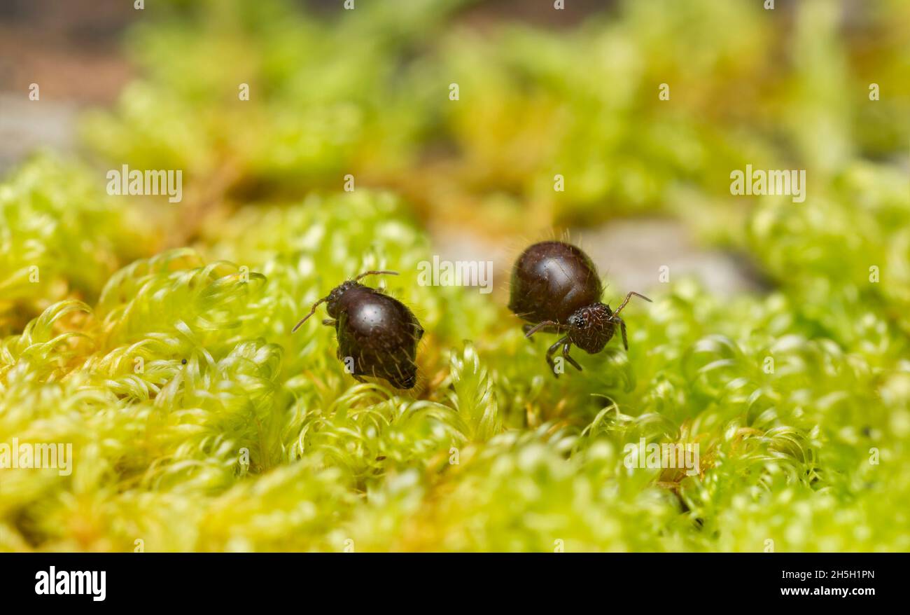 Globular springtails, symphypleona on moss, extreme close-up with high magnification Stock Photo