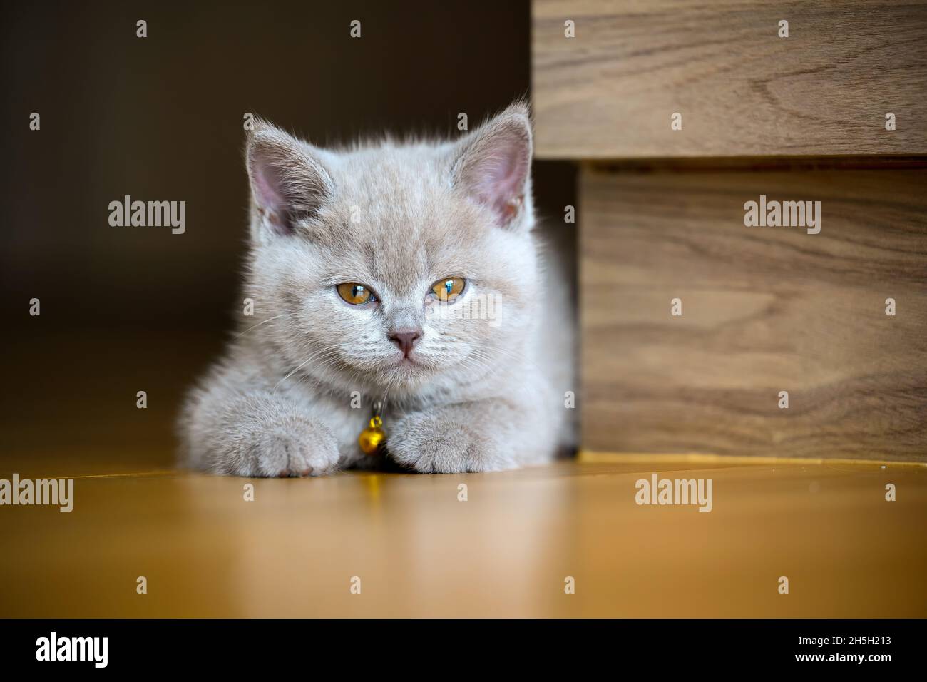 Lilac-colored British Shorthair kitten On the neck there is a golden bell. lying on the wooden floor in the bedroom, full front view, the cat is relax Stock Photo