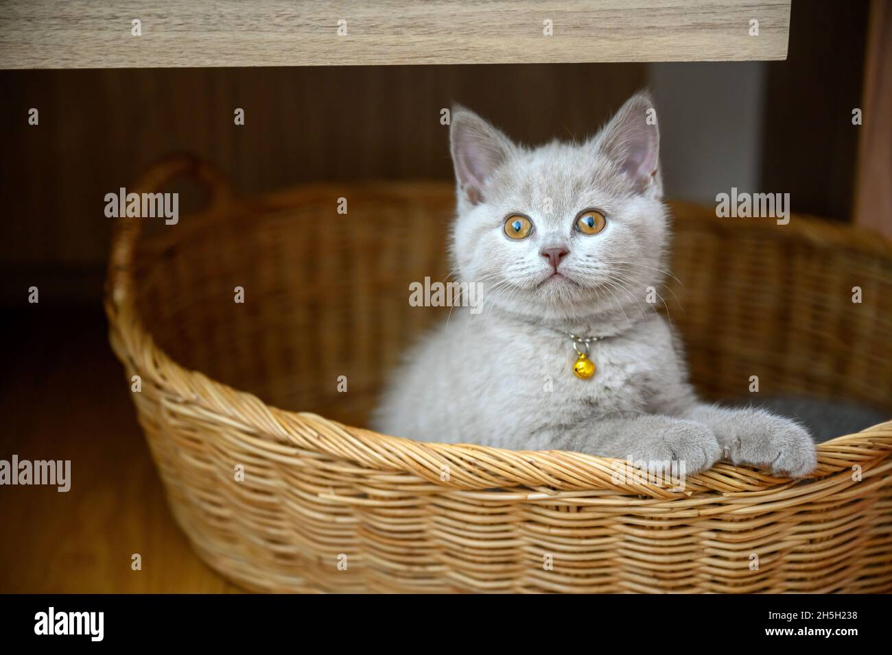 Kitten sits in a woven basket, clings to the edge and looks back, lilac British Shorthair cat. On the neck there is a golden bell. Playing naughty fun Stock Photo