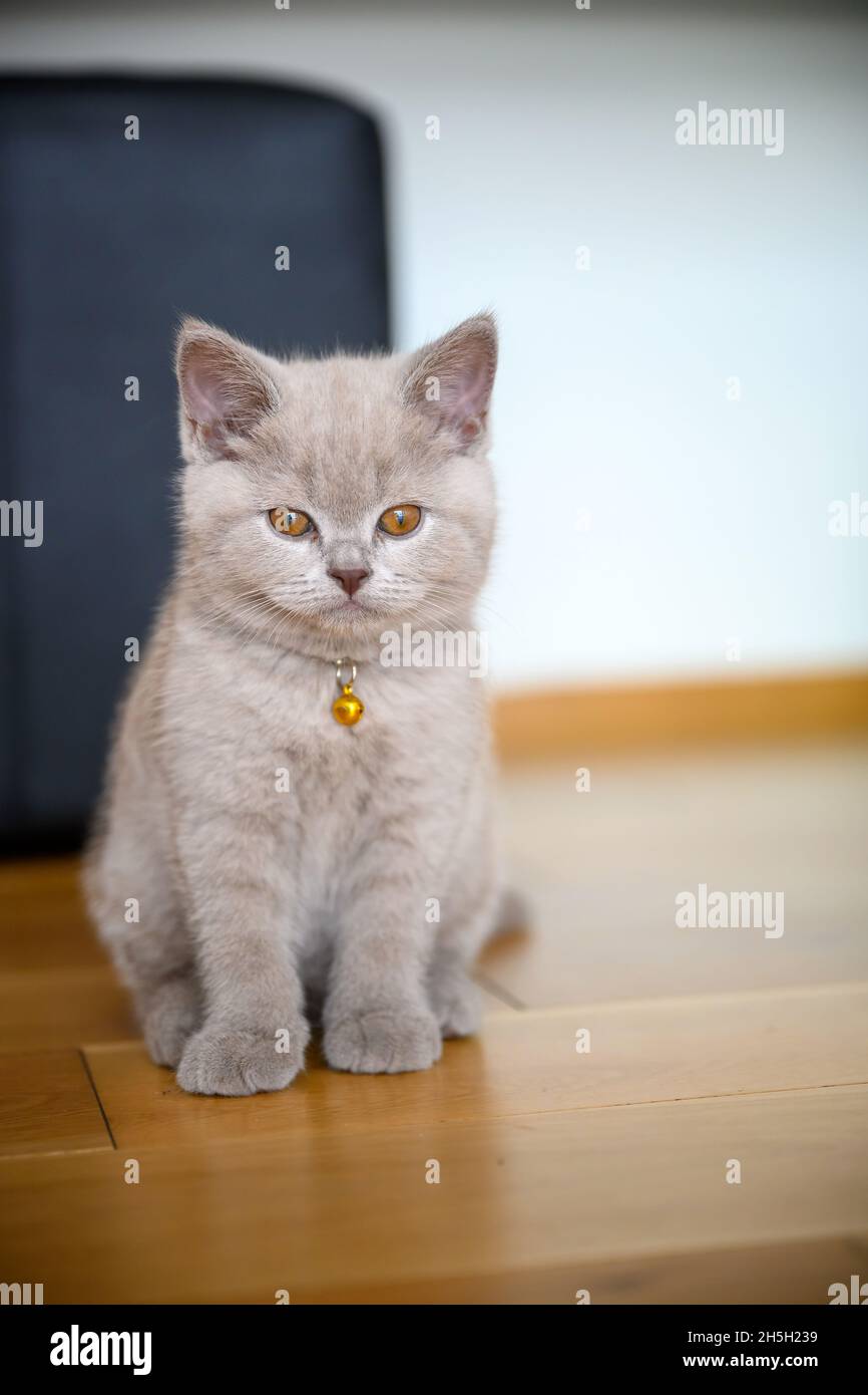 Lilac-colored British Shorthair kitten On the neck there is a golden bell. sitting on wooden floor in bedroom, front view full body Stock Photo