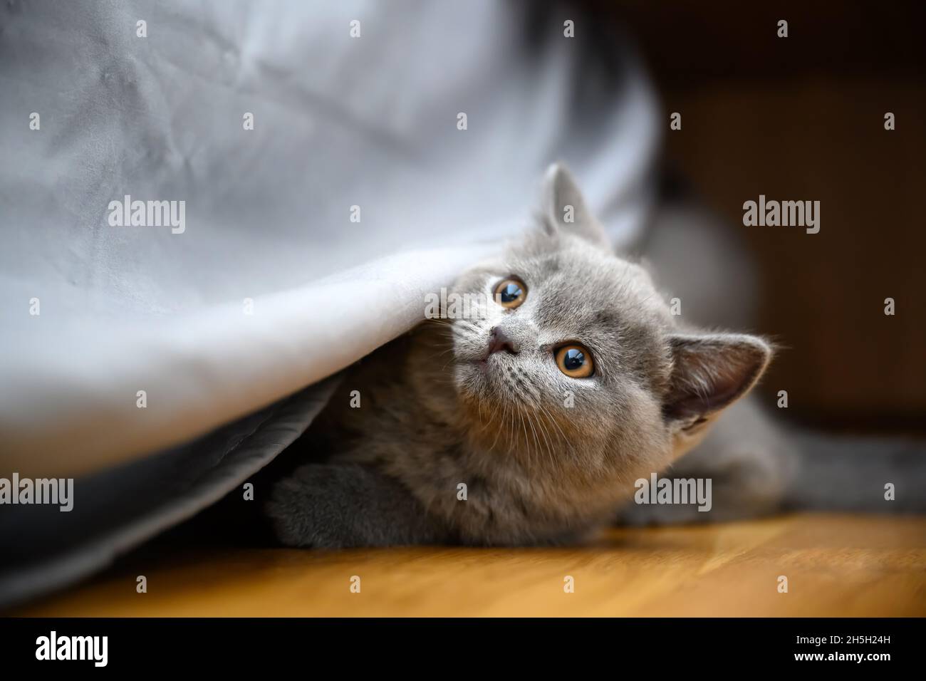 Kitten playing hide and seek, cat hiding under beds covered by