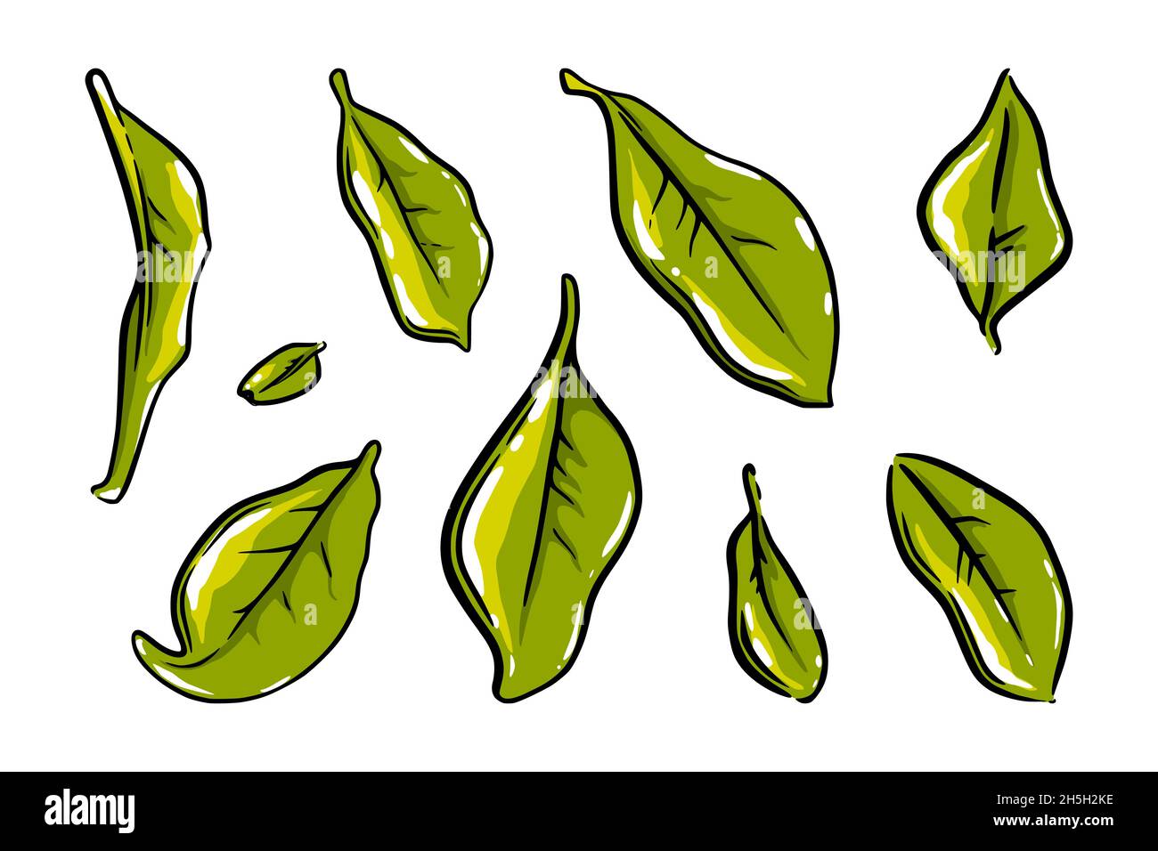 Tea leaves set. Isolated colored sketches of ceylon or indian tea