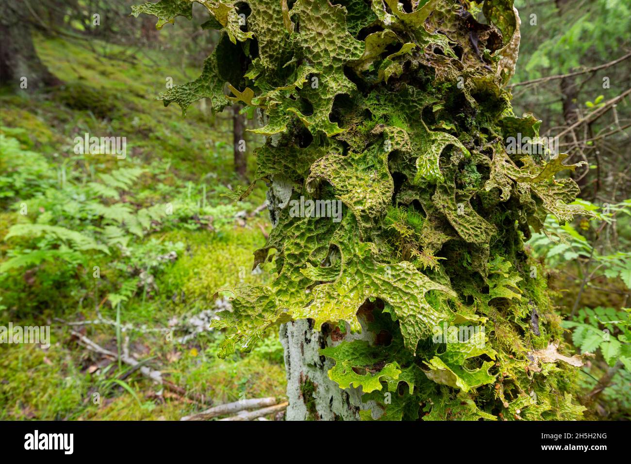 Tree lungwort, Lobaria pulmonaria growing on deciduous tree in forest Stock Photo
