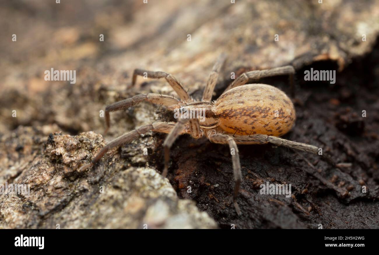 Female prowling spider, Zora spinimana on wood, macro photo Stock Photo