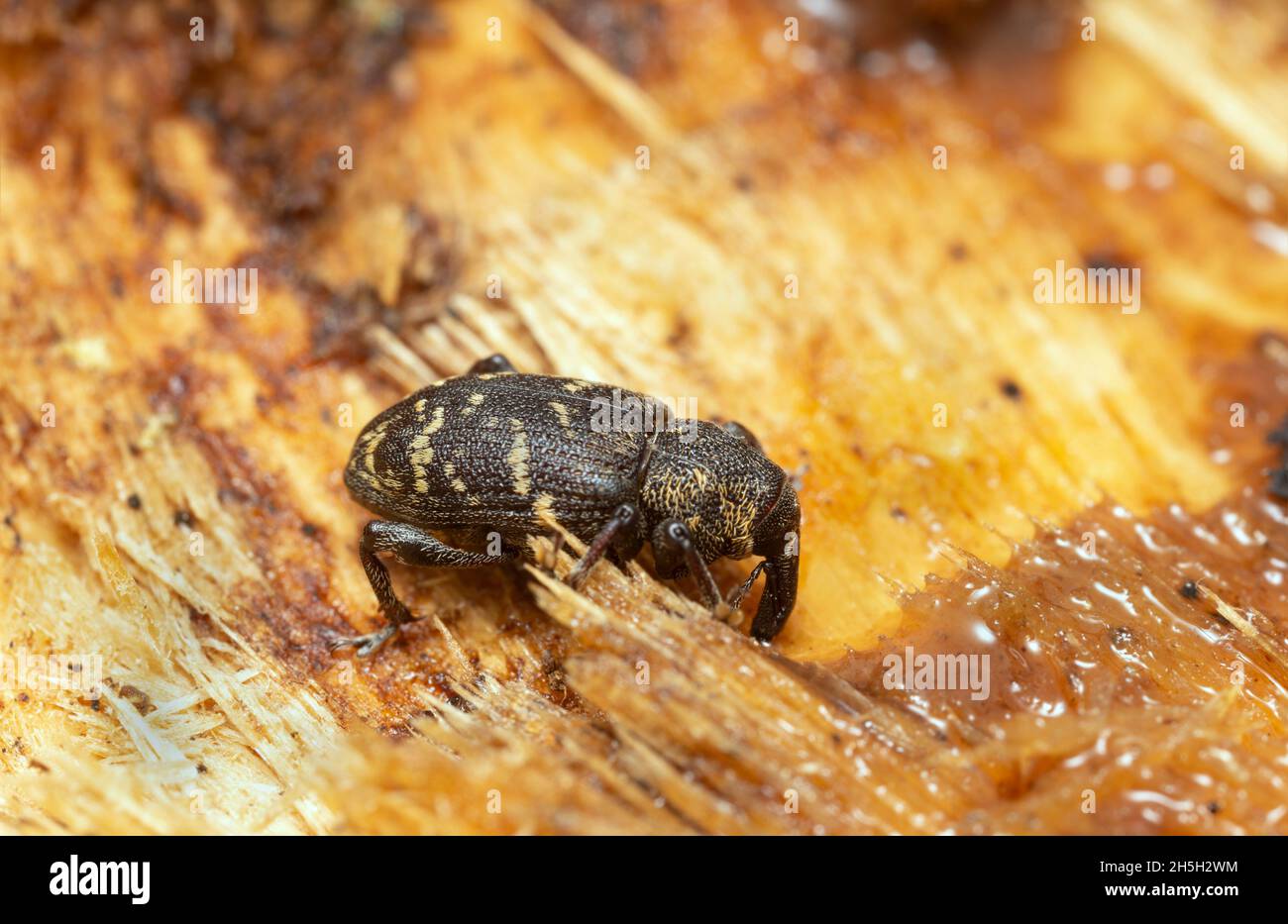 Large pine weevil, Hylobius abietis feeding on sap Stock Photo