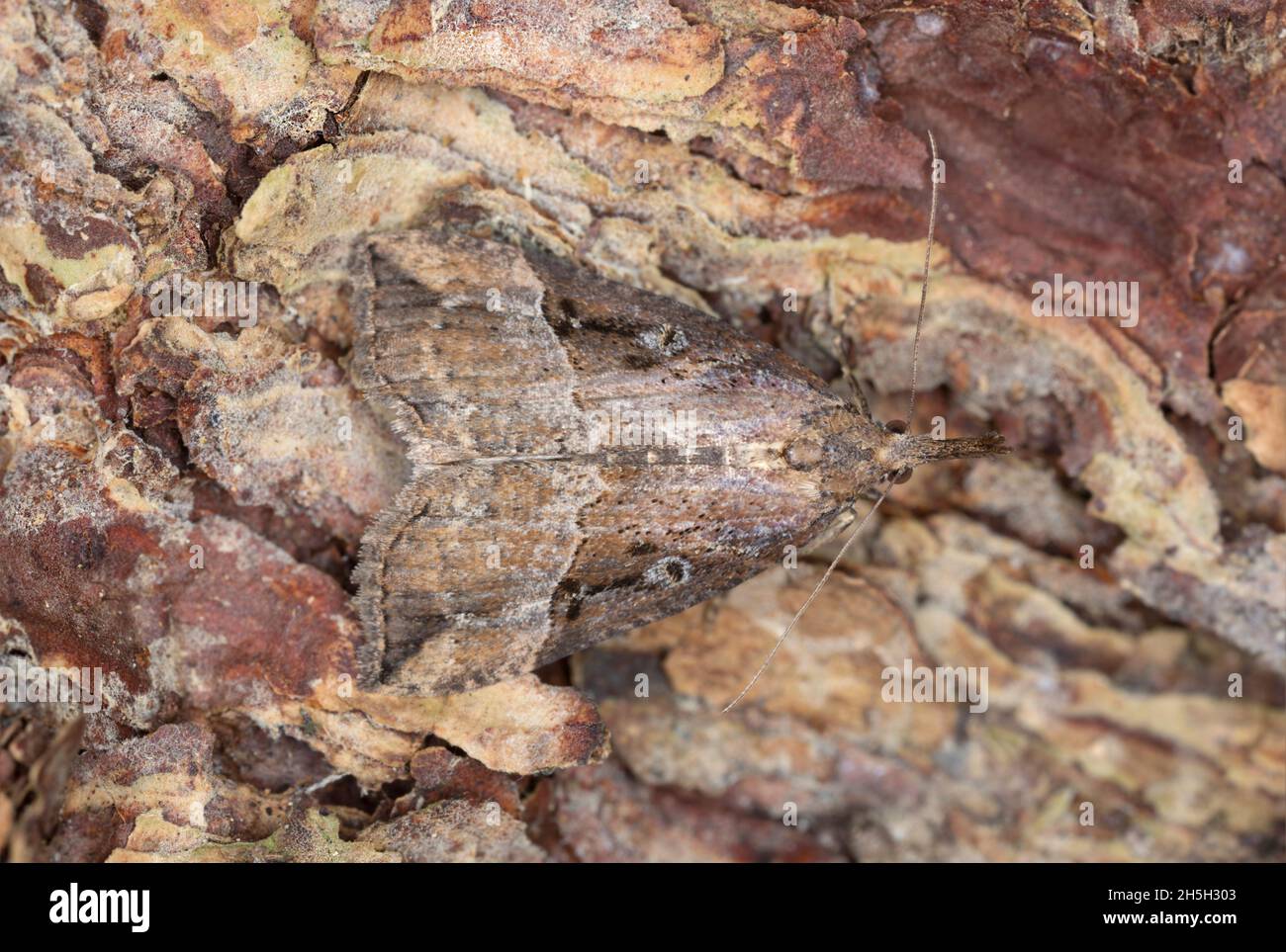 Buttoned snout, Hypena rostralis camouflaged on bark, macro photo Stock Photo