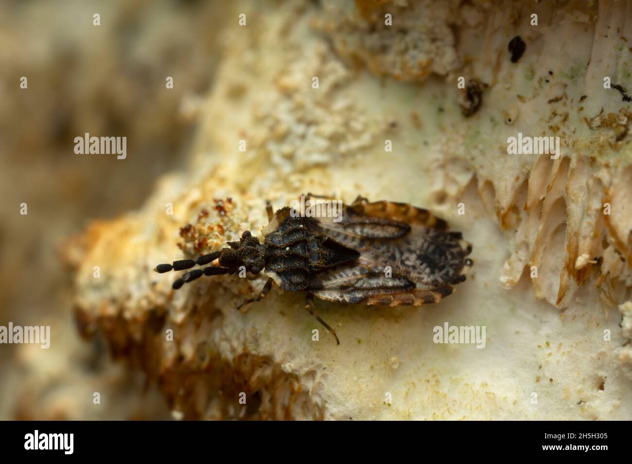 Flat bug, Aradus depressus on fungi photographed with high magnification Stock Photo