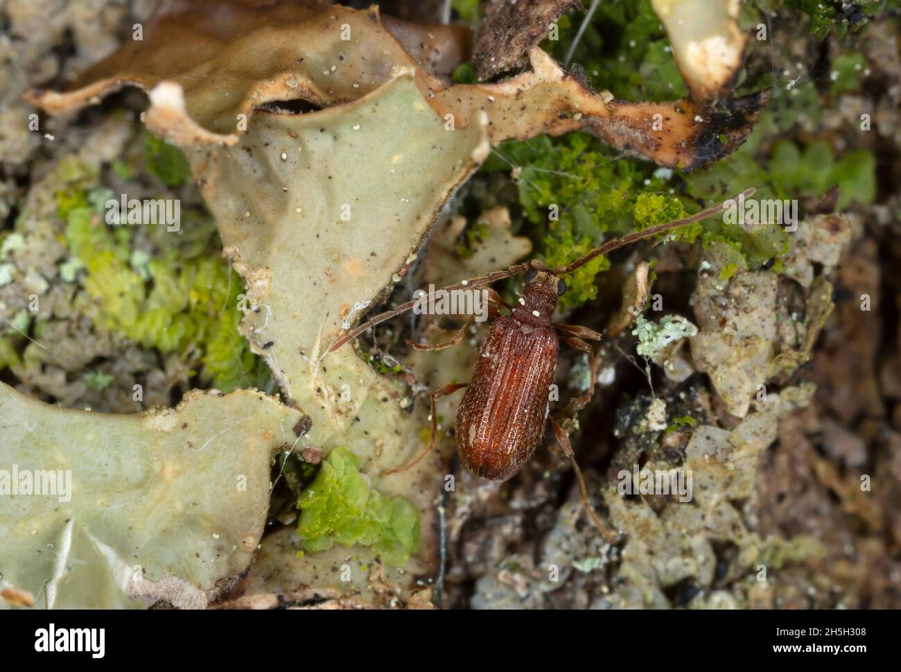 Spider beetle, Ptinus subpillosus on lungwort, Lobaria pulmonaria, macro photo Stock Photo