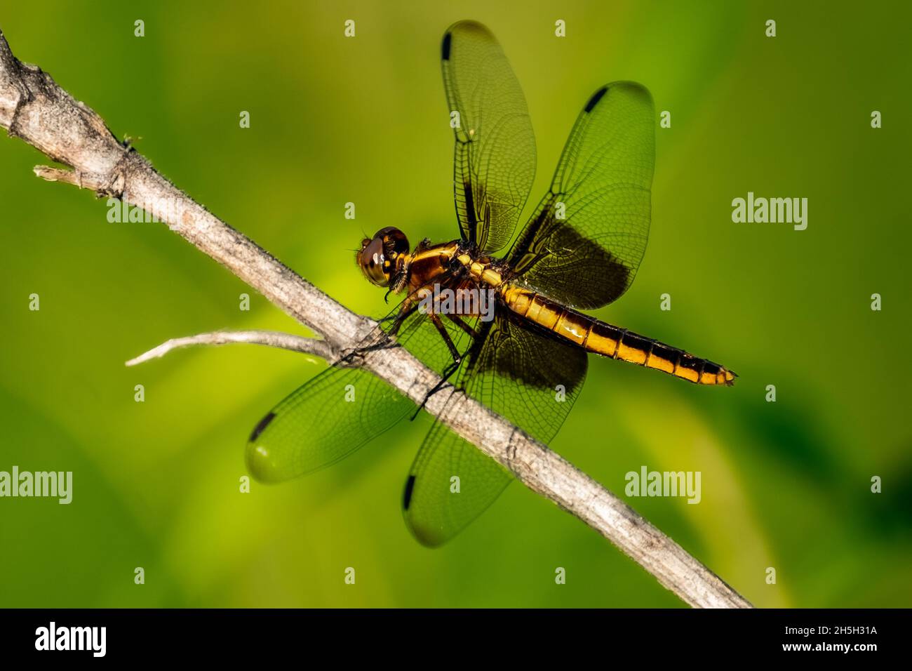 Widow Skimmer Dragonfly (Libellula luctuosa) perched on a stick in the ...