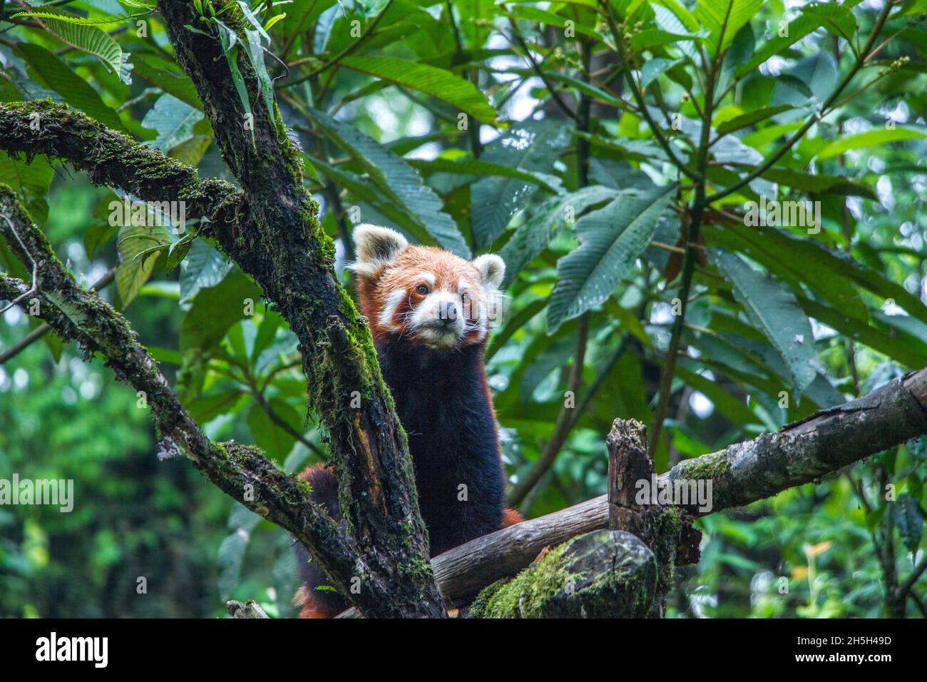 Red Panda - Darjeeling, India Stock Photo