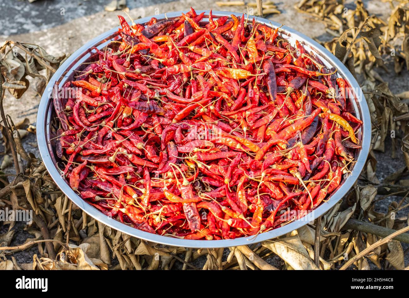 Drying a dish of delicious red chili peppers under the sun in the village Stock Photo