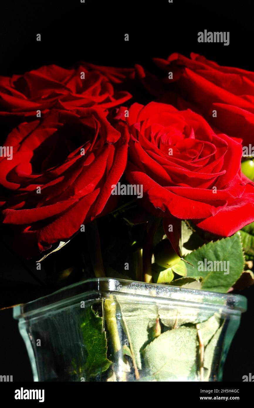 A bouquet of red roses lit by a small beam of sunlight Stock Photo - Alamy