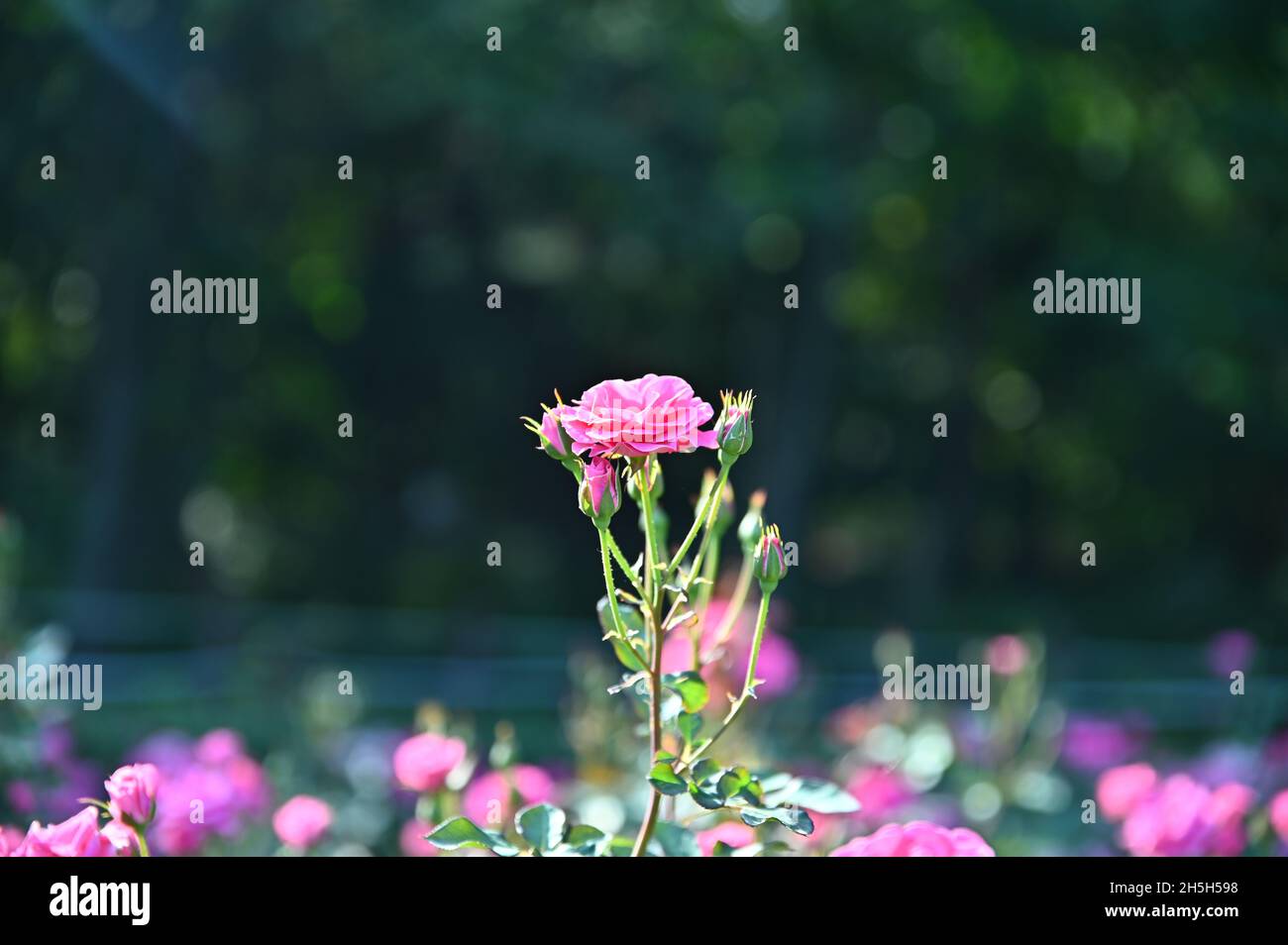 Seeing a beautifully bloomed rose makes me want to give it to my loved one. Stock Photo