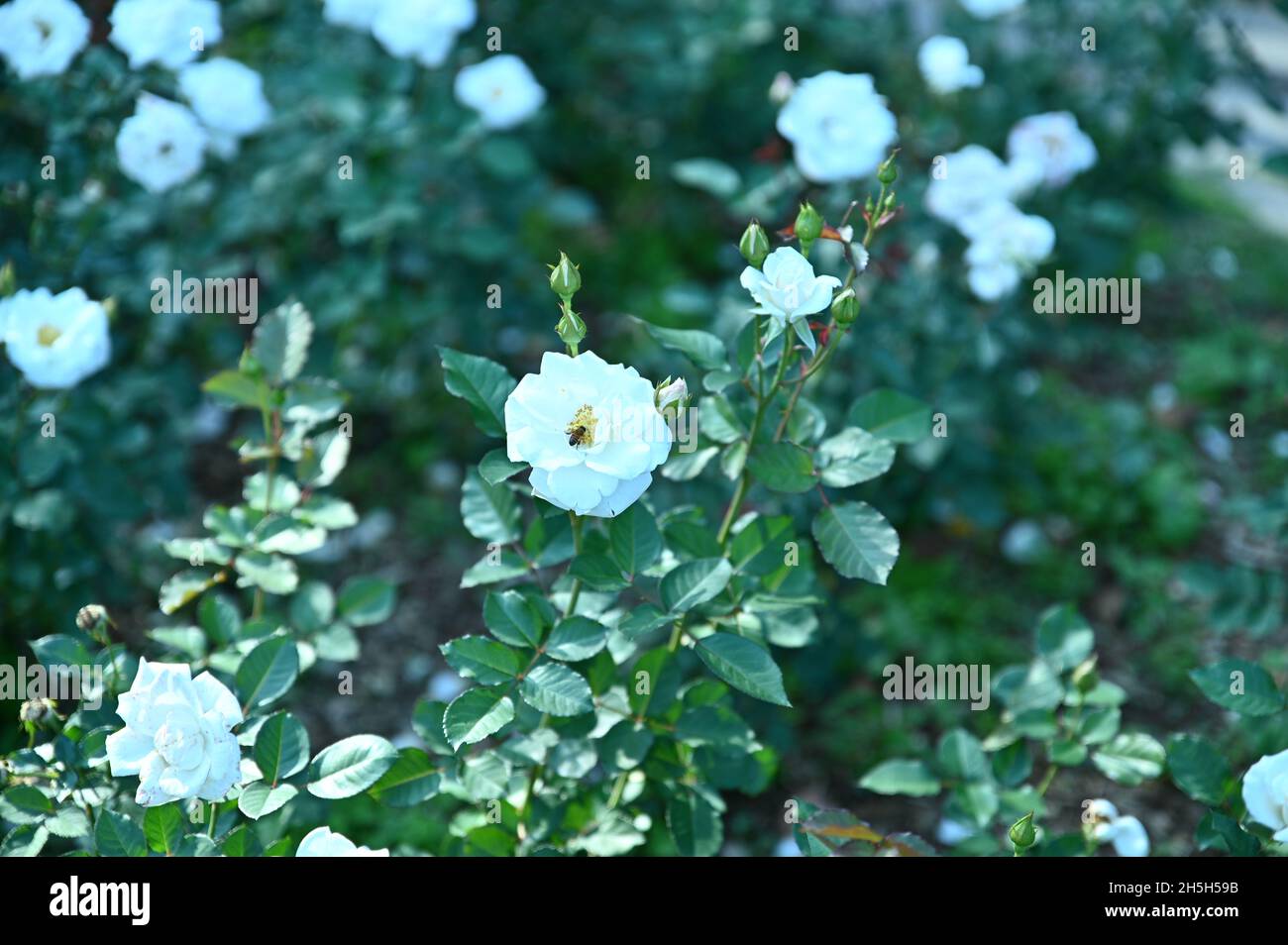 White roses bloom beautifully in the garden, and bees are working hard. Stock Photo