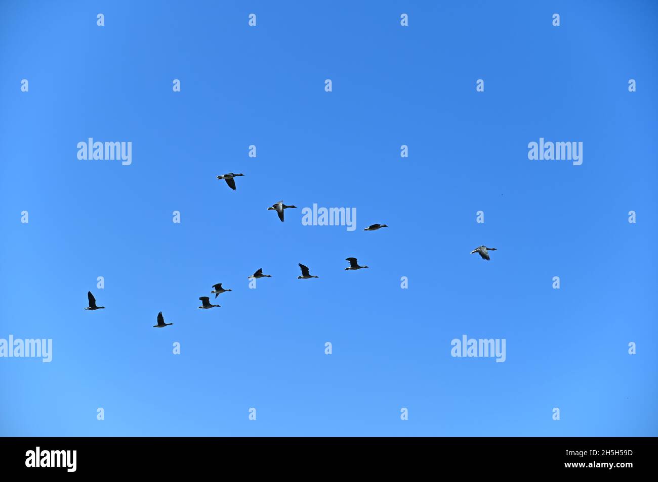 Looking at the birds flying under the clear sky, they look very free. Stock Photo