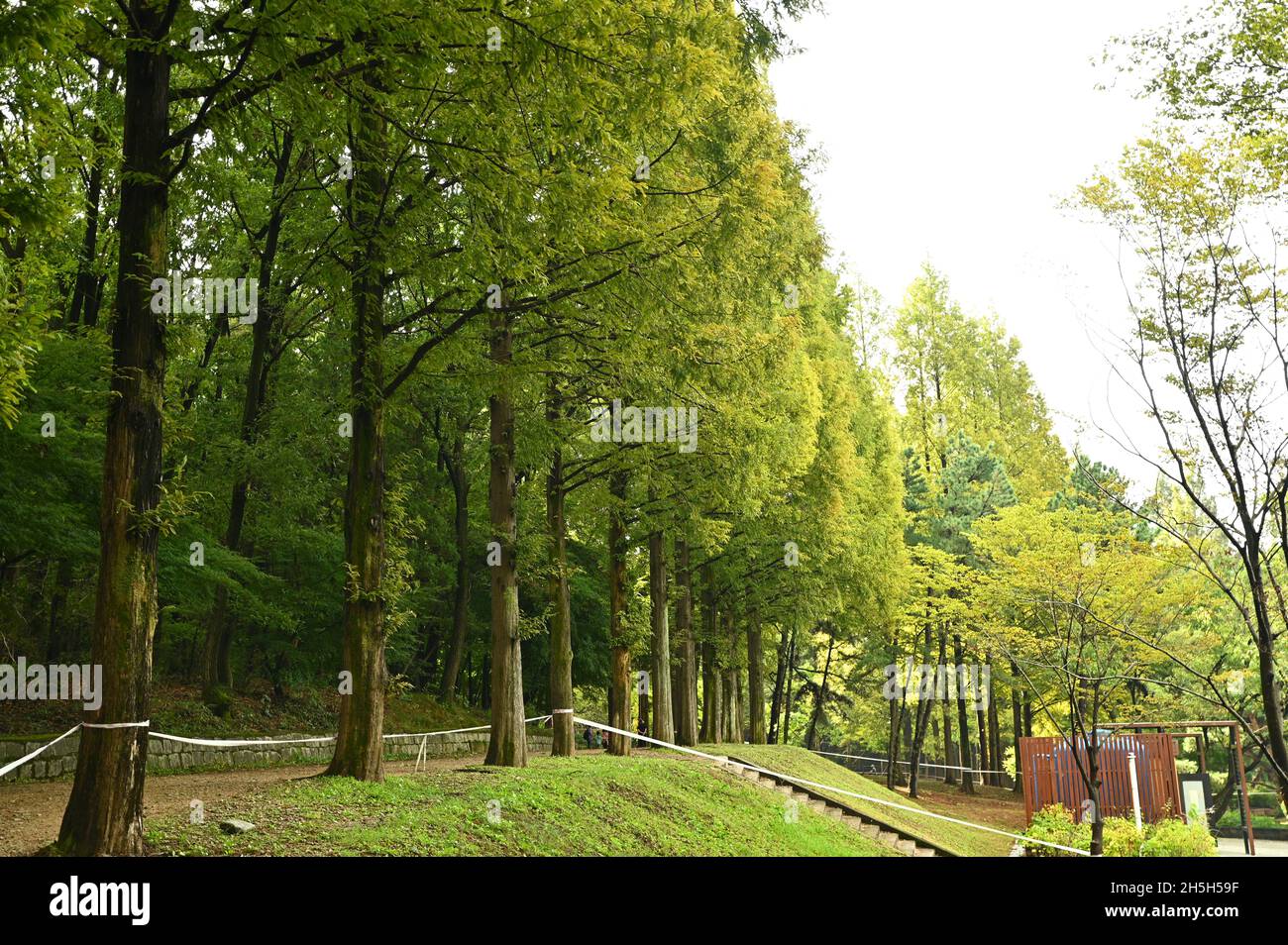Long trees line up in a peaceful park in the afternoon of clear weather Stock Photo