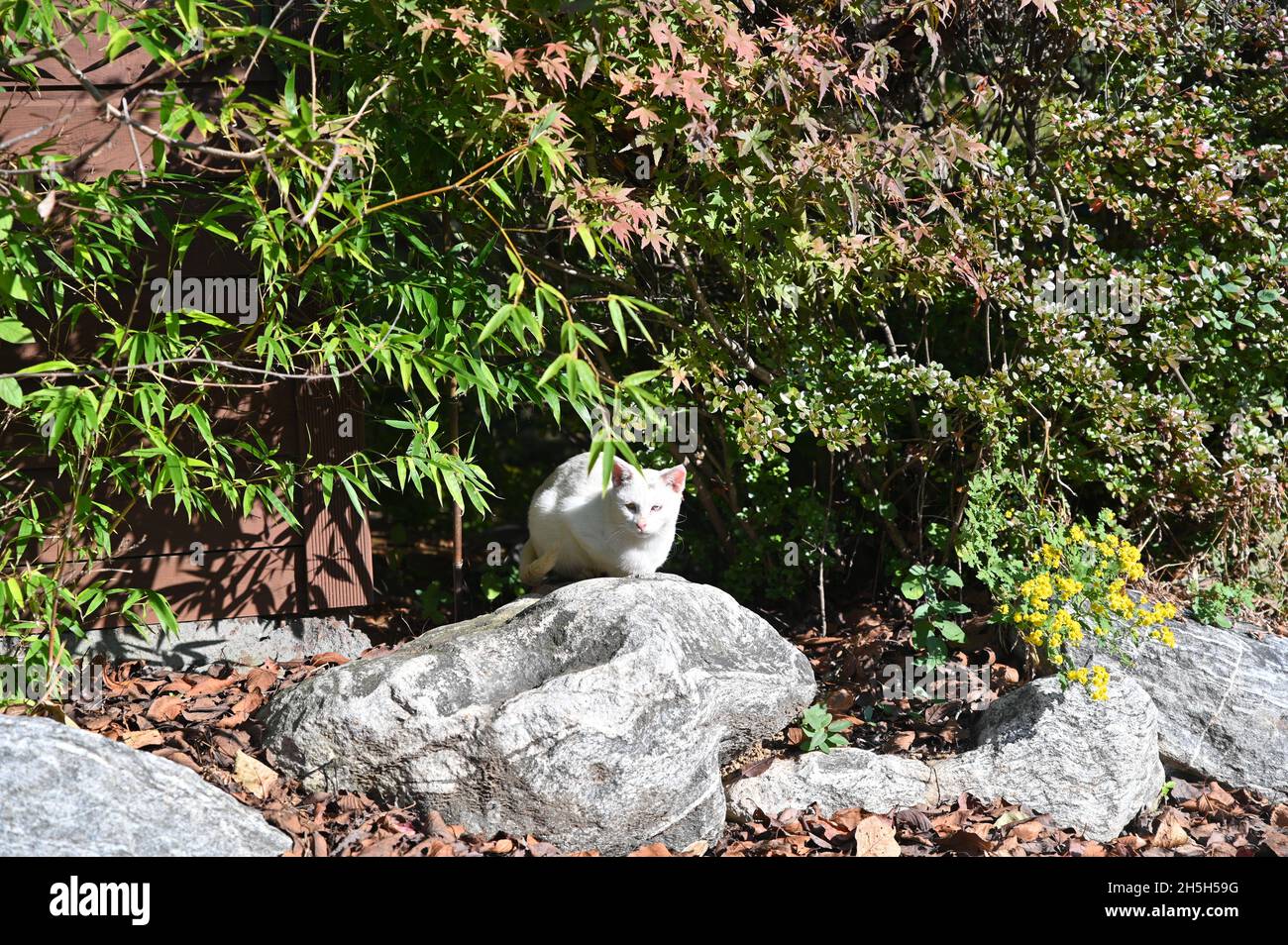 A street cat crouched on the rock and is wary, but it is so cute. Stock Photo
