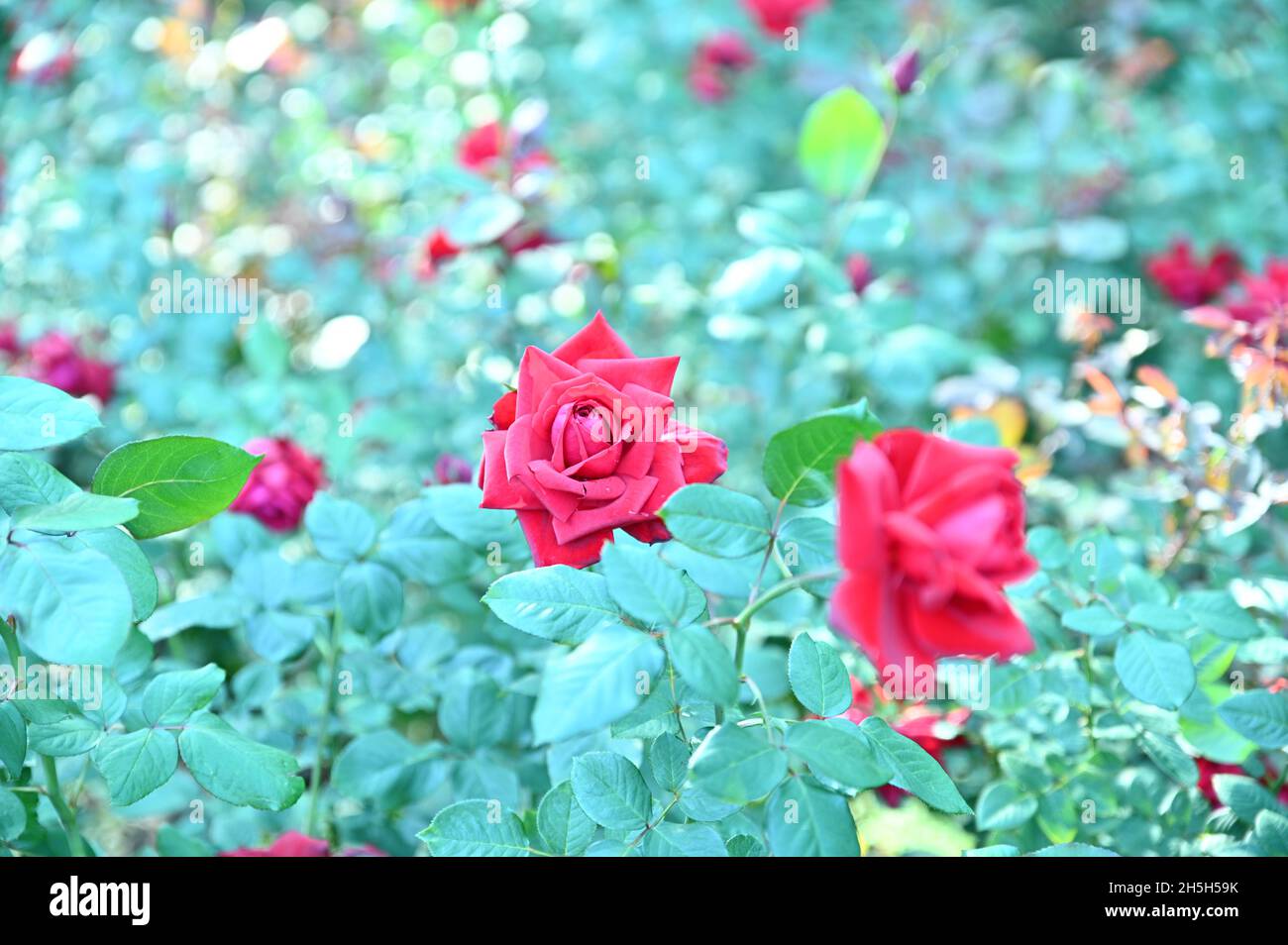 Looking at the beautiful red rose in the garden, I can feel the feeling of love. Stock Photo
