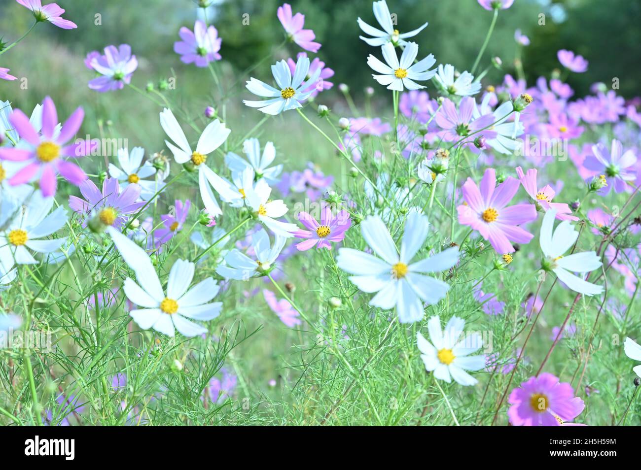 Numerous cosmos bloom beautifully. Looking at the beautiful cosmos, I can feel the beauty of nature. Stock Photo