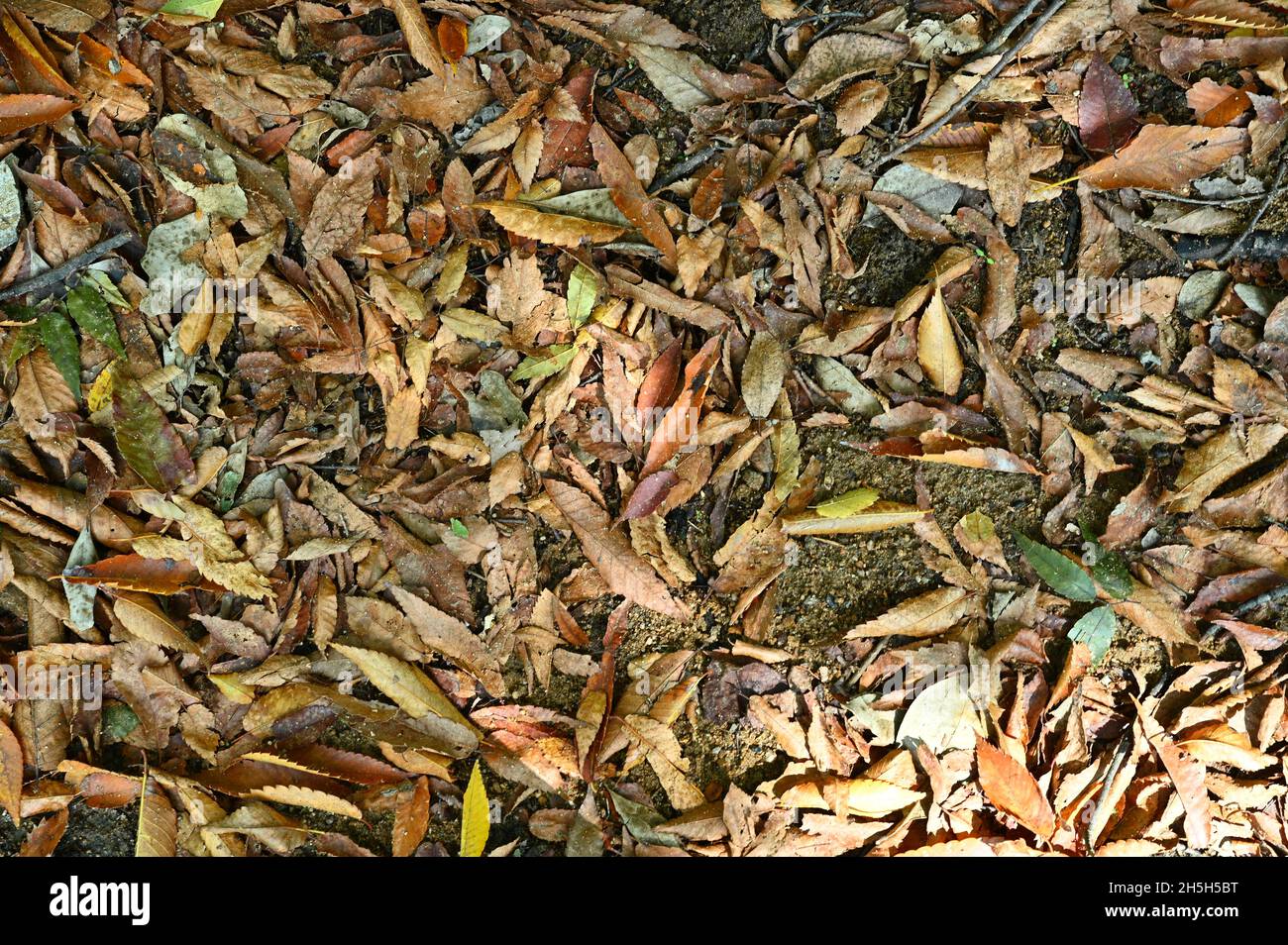 The leaves piled up on the floor. The appearance of fallen leaves on the floor shows that autumn has come. I also feel sorry for the dead leaves. Stock Photo