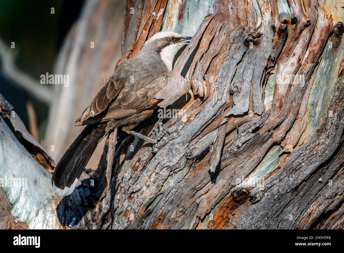 White-browed babbler (Pomatostomus superciliosus) searching for insects under tree bark on tree truck. Darling Downs Queensland, Australia Stock Photo