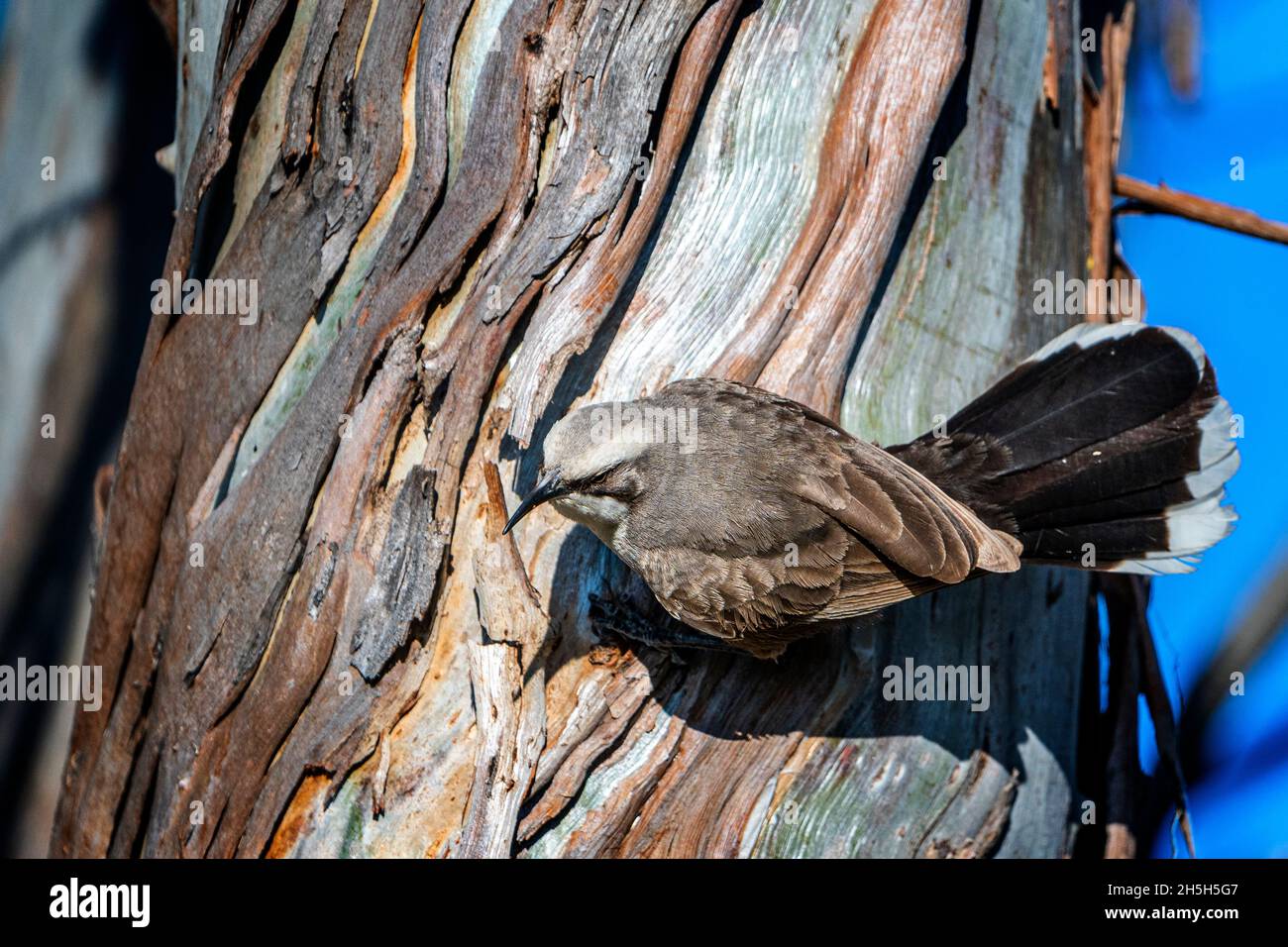 White-browed babbler (Pomatostomus superciliosus) searching for insects under tree bark on tree truck. Darling Downs Queensland, Australia Stock Photo