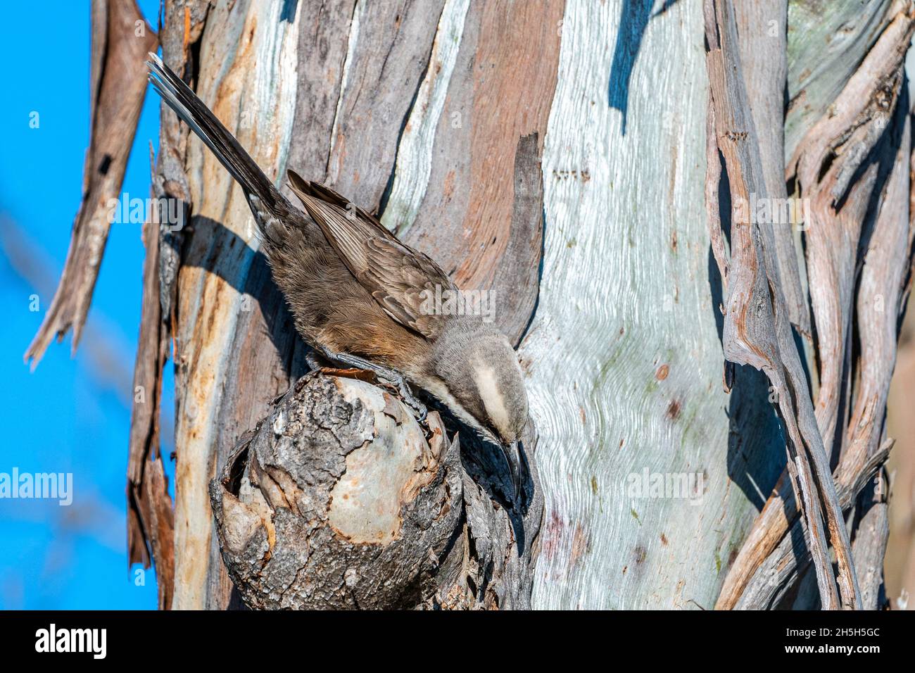 White-browed babbler (Pomatostomus superciliosus) searching for insects under tree bark on tree truck. Darling Downs Queensland, Australia Stock Photo