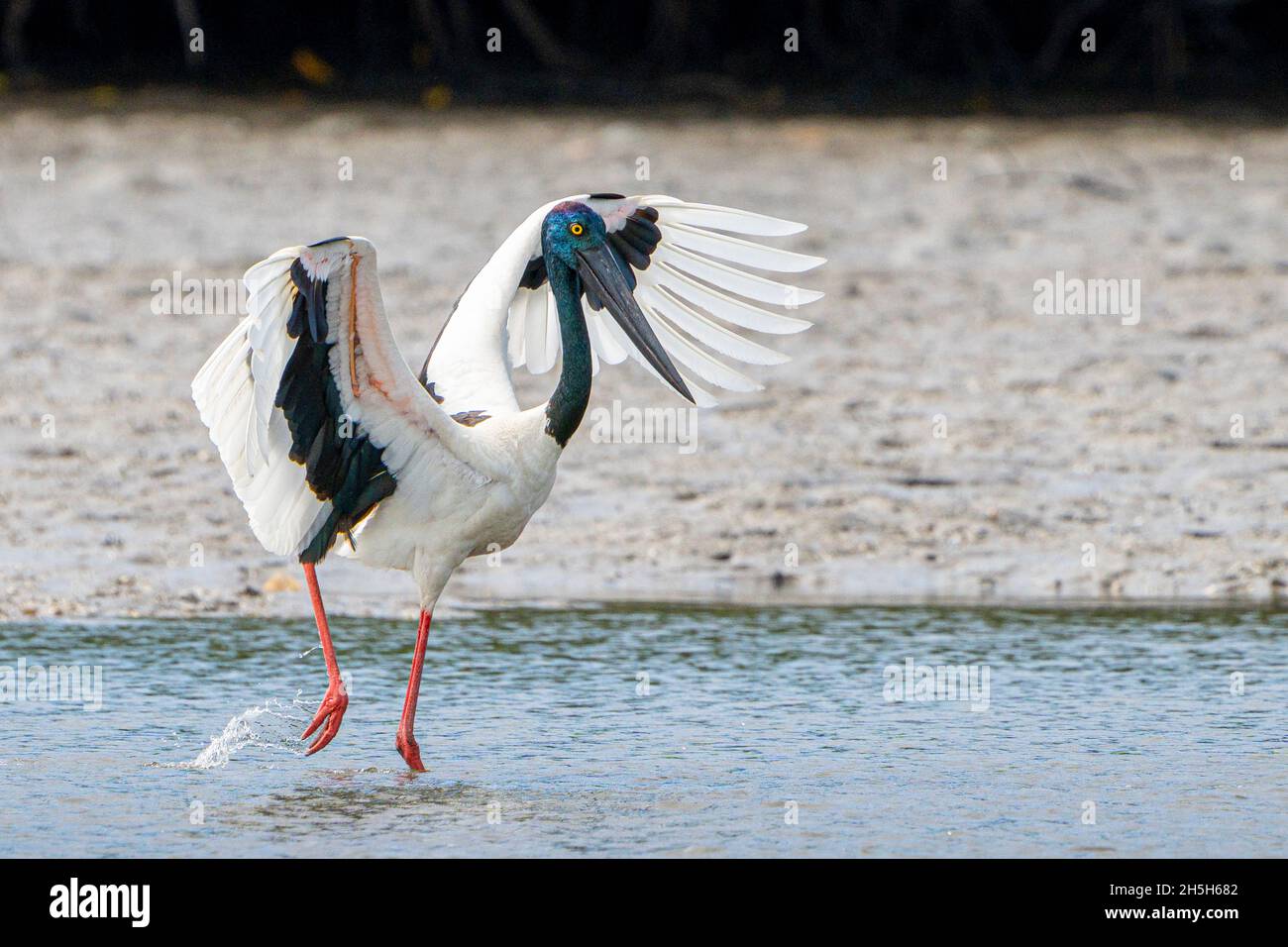 Black-necked stork (Ephippiorhynchus asiaticus) flapping wings to herd fish into shallow water.  North Queensland, Australia Stock Photo