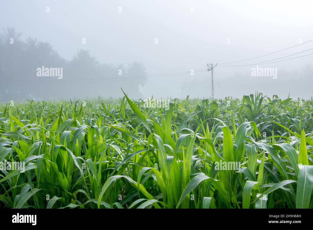 Pearl Millet Fields on the outskirts of Gujarat, Bajra fields Stock Photo