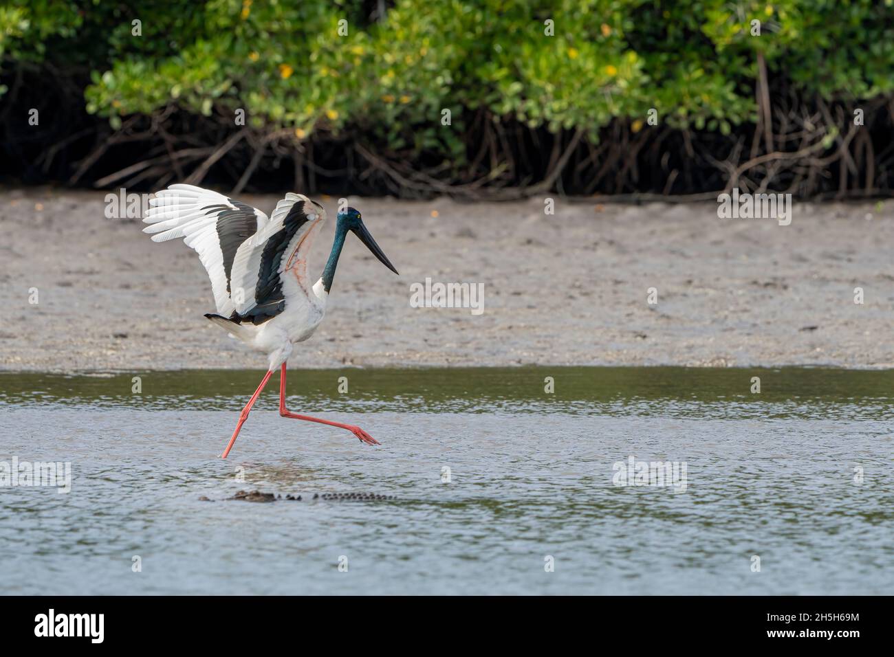 Black-necked stork (Ephippiorhynchus asiaticus) flapping wings to herd fish and crocodile in foreground.  North Queensland, Australia Stock Photo