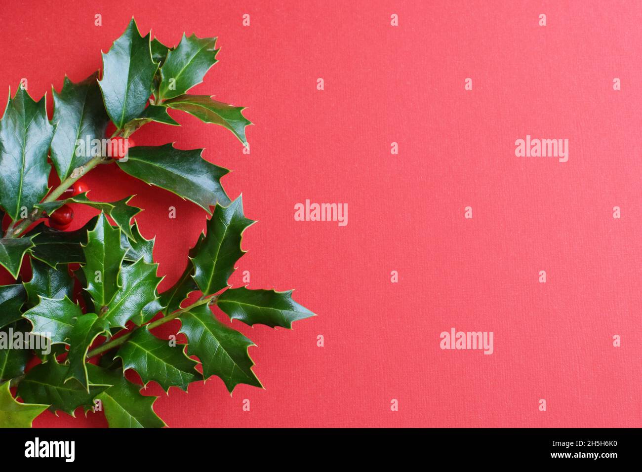 Christmas holly hi-res stock photography and images - Alamy