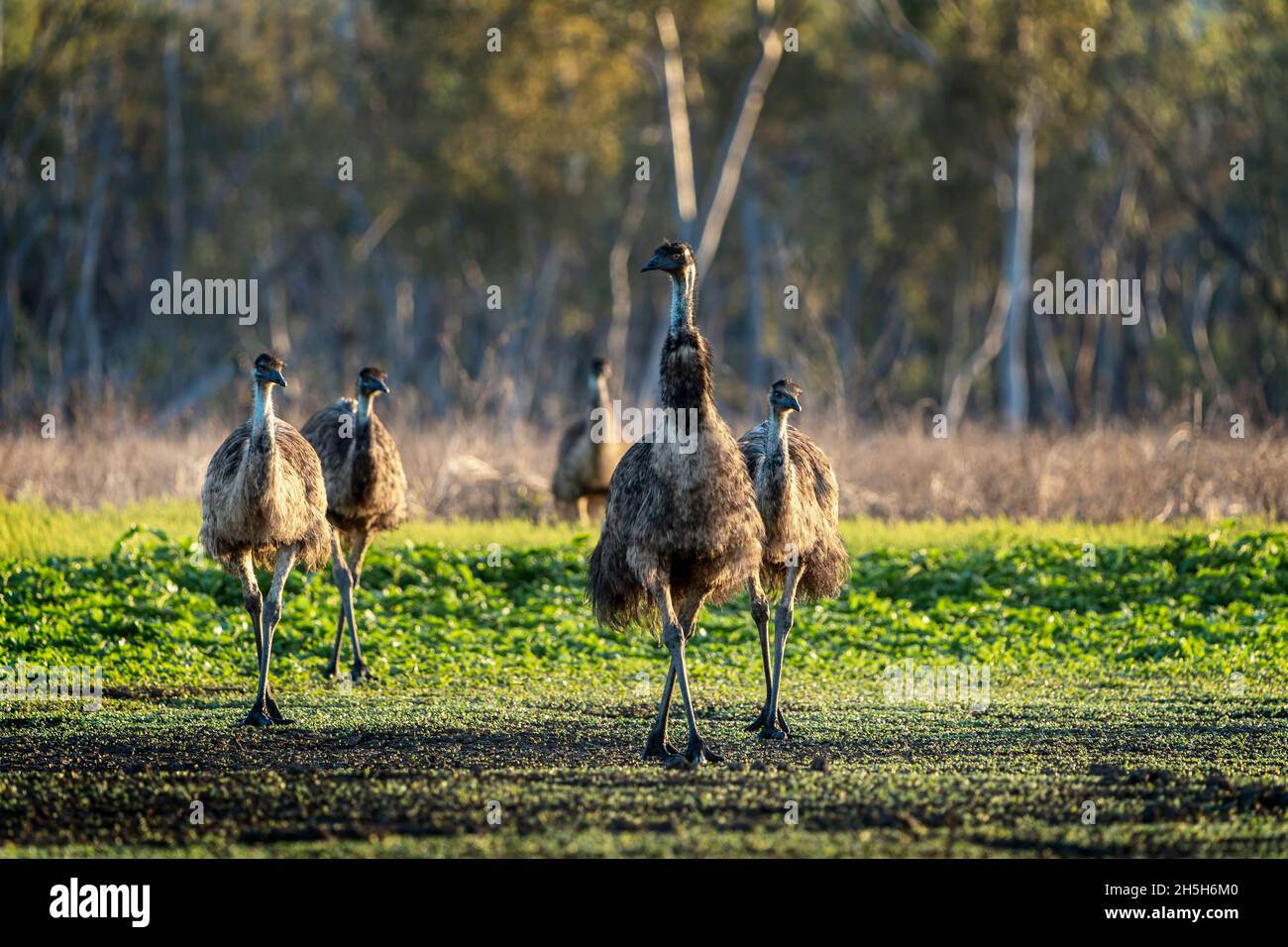 Mob of emus (Dromaius novaehollandiae) walking across paddock at ...