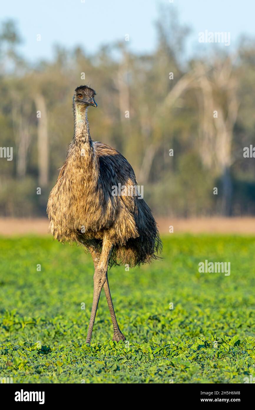 Old man emu hi-res stock photography and images - Alamy