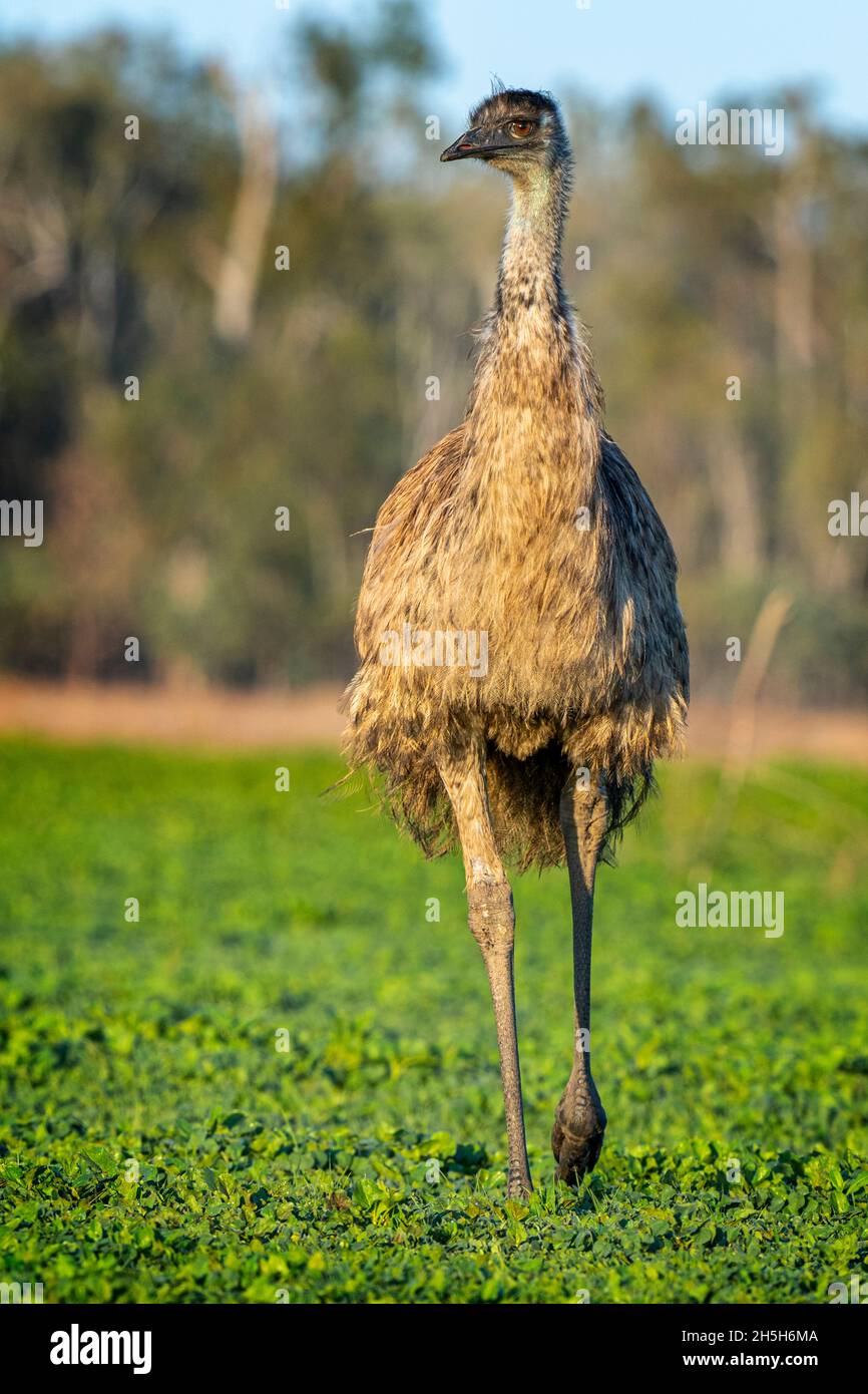 Emu (Dromaius novaehollandiae) walking across paddock at sunrise. Lake Murphy Conservation Park, Queensland Stock Photo