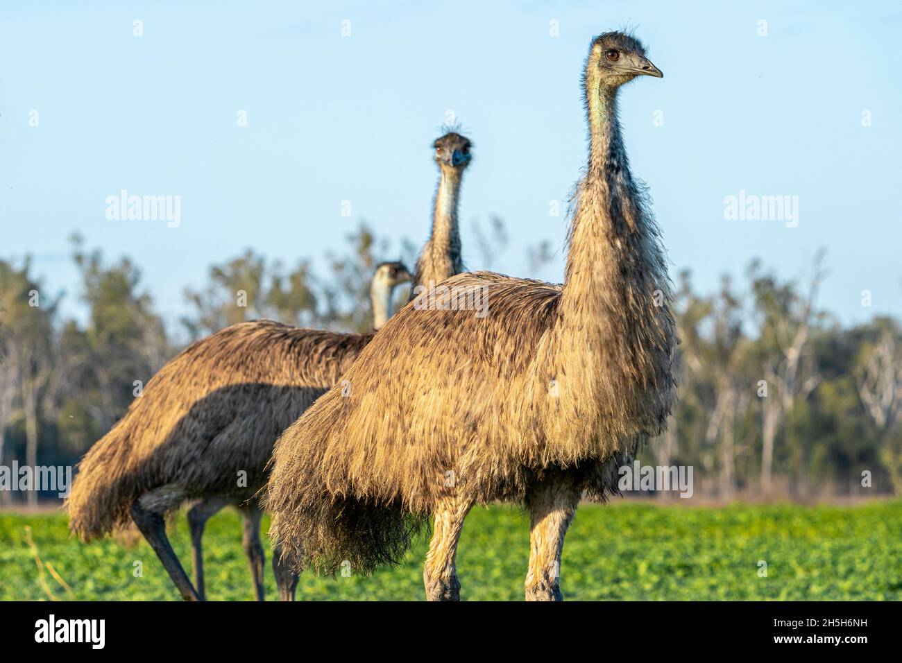 Mob of emus (Dromaius novaehollandiae) walking across paddock at ...