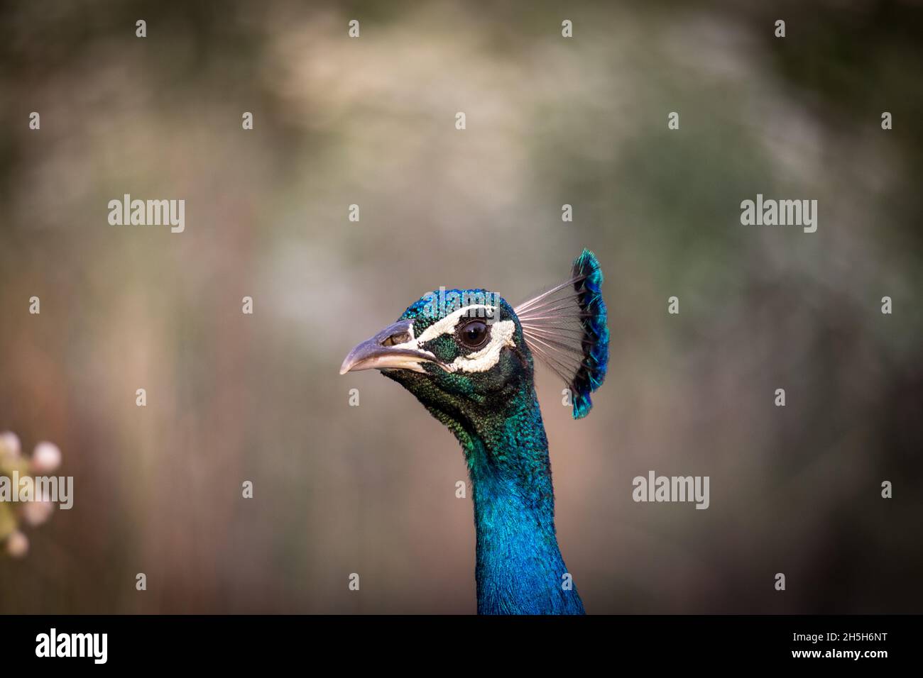 Peacock in the wild - Jim Corbett Stock Photo