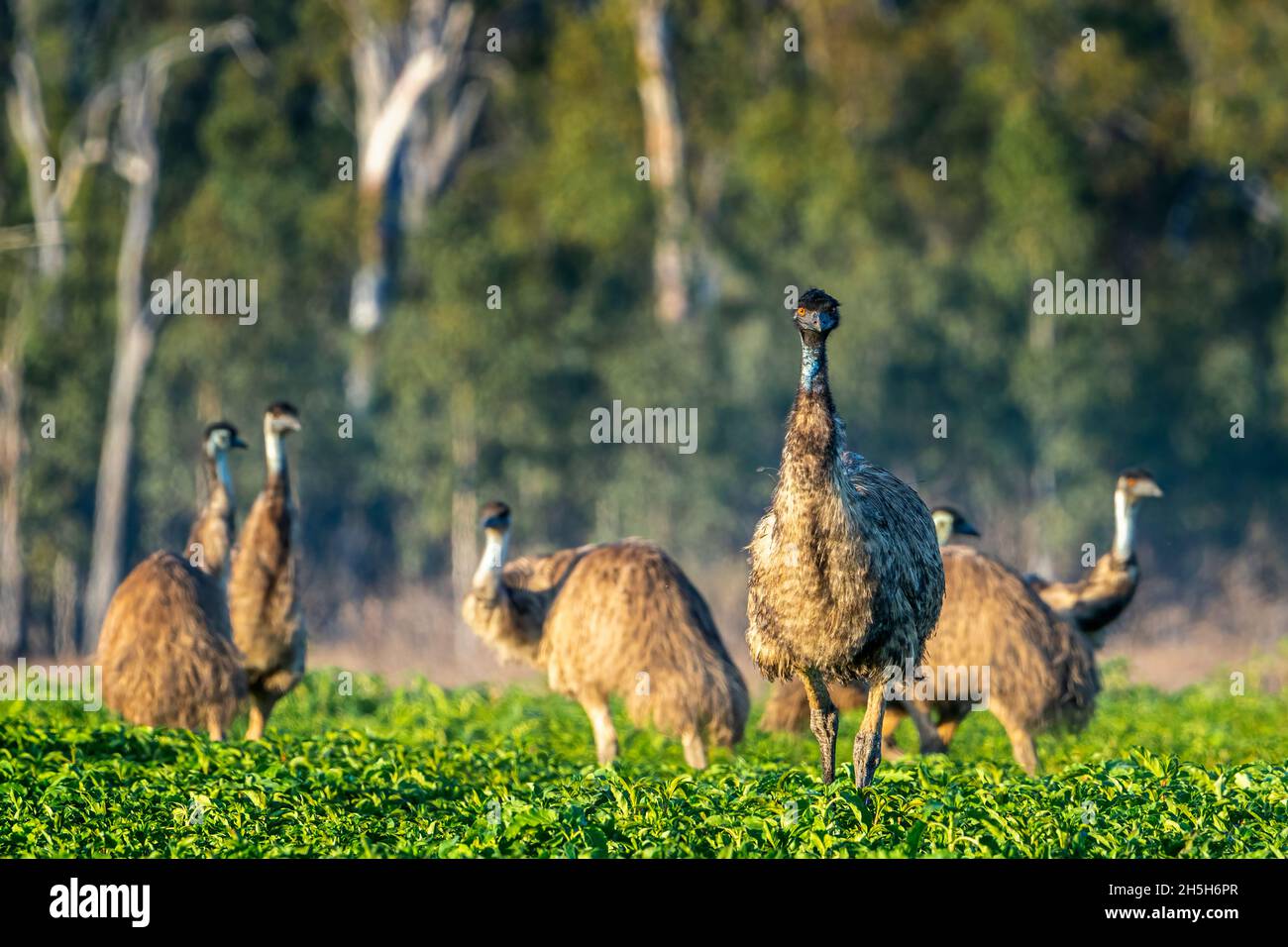 Mob of emus (Dromaius novaehollandiae) walking across paddock at ...