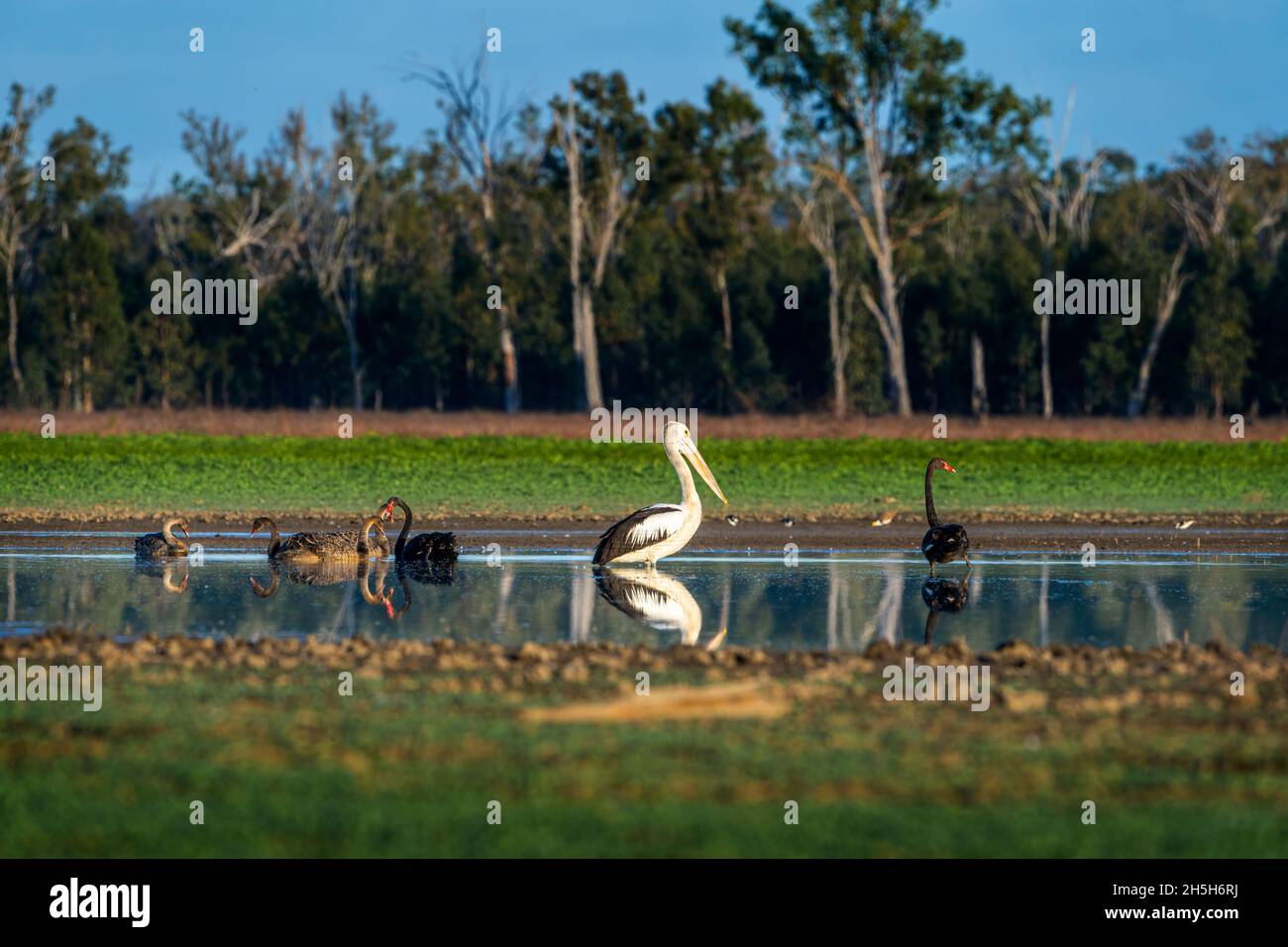 Australian pelican (Pelecanus conspicillatus) and Black Swans standing in shallow pool, Lake Murphy, Queensland, Australia Stock Photo