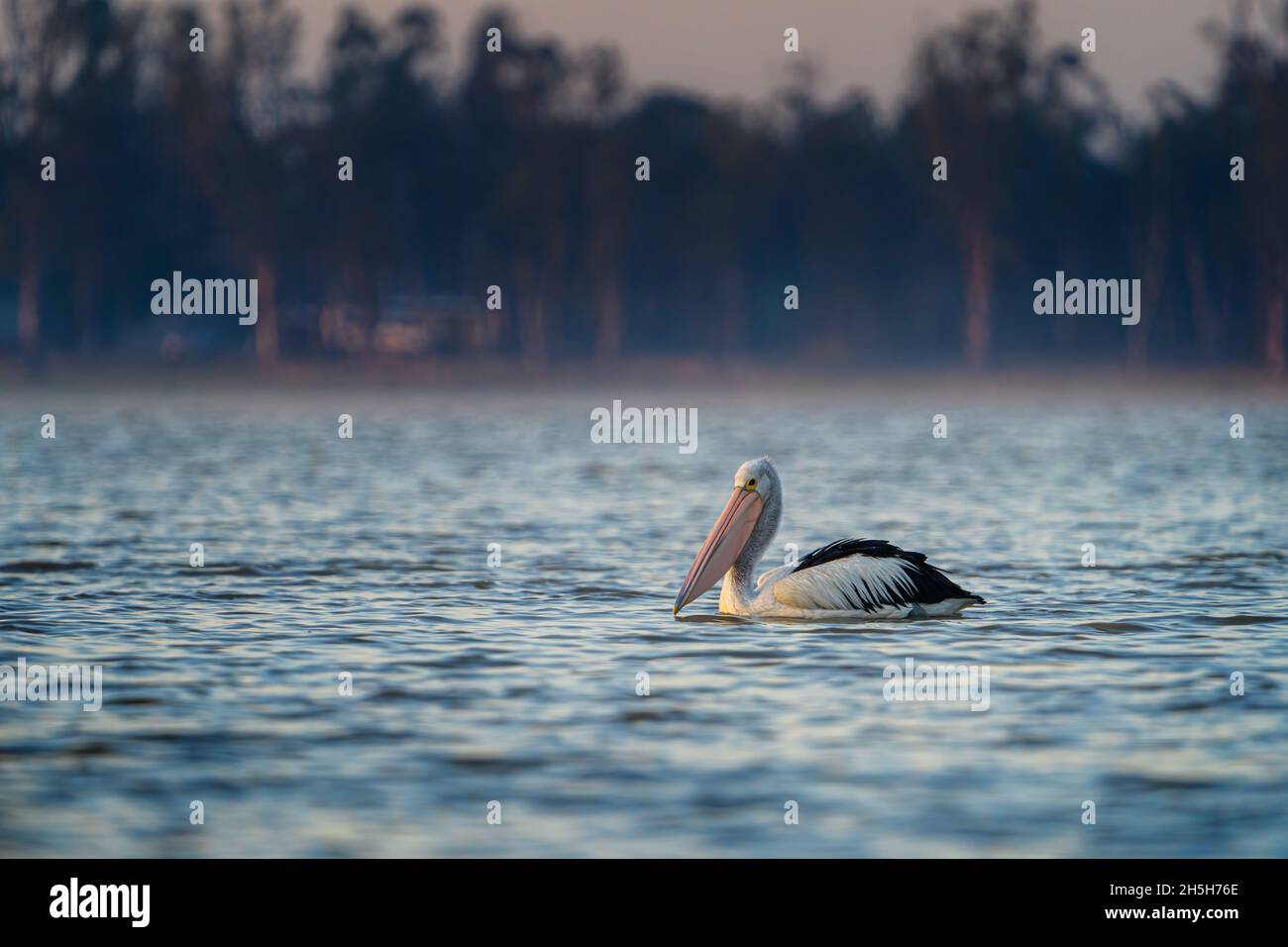 Australian pelican (Pelecanus conspicillatus) drifting in morning light. Lake Broadwater Queensland Australia Stock Photo