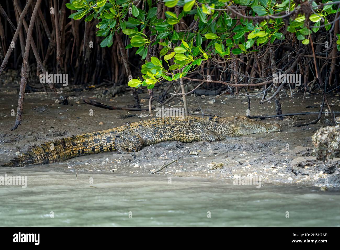 Estuarine crocodile or saltwater crocodile (Crocodylus porosus) sunning itself on muddy bank in mangroves at low tide. North Queensland, Australia Stock Photo