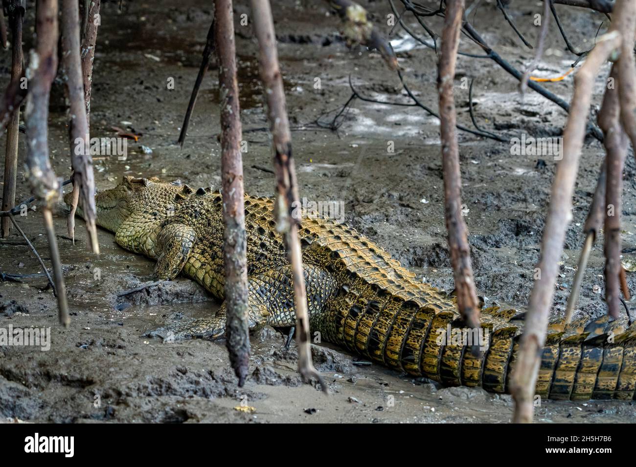 Estuarine crocodile or saltwater crocodile (Crocodylus porosus) sunning itself on muddy bank in mangroves at low tide. North Queensland, Australia Stock Photo