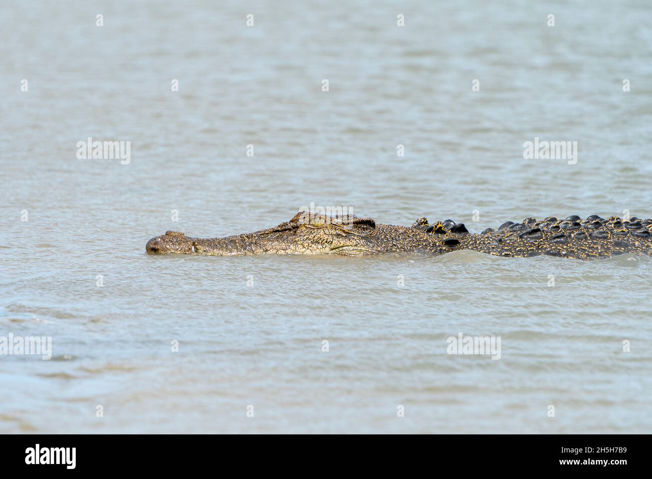 Estuarine crocodile or saltwater crocodile (Crocodylus porosus) swimming in muddy water. North Queensland, Australia Stock Photo