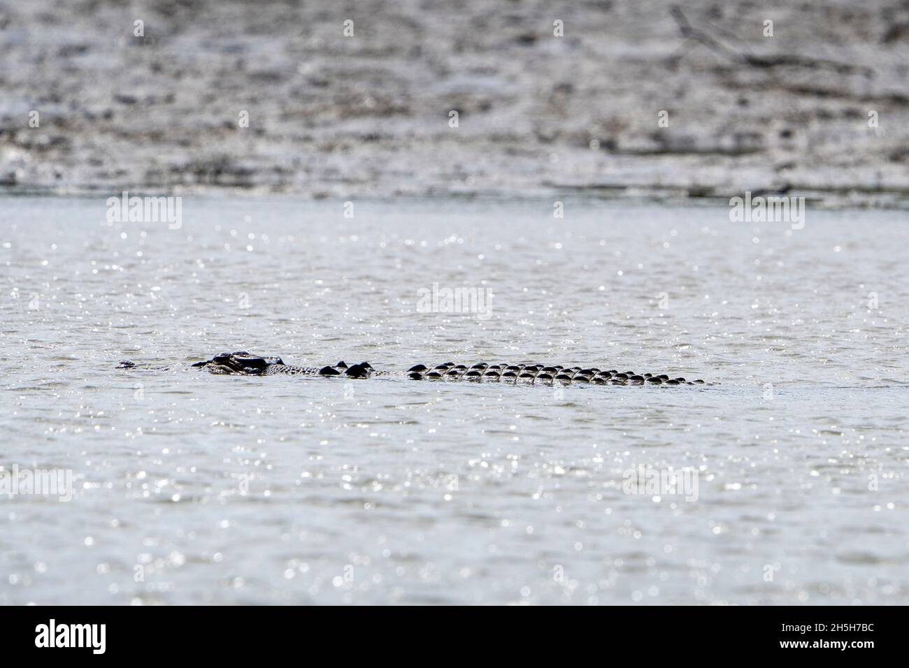 Estuarine crocodile or saltwater crocodile (Crocodylus porosus) swimming in muddy water. North Queensland, Australia Stock Photo