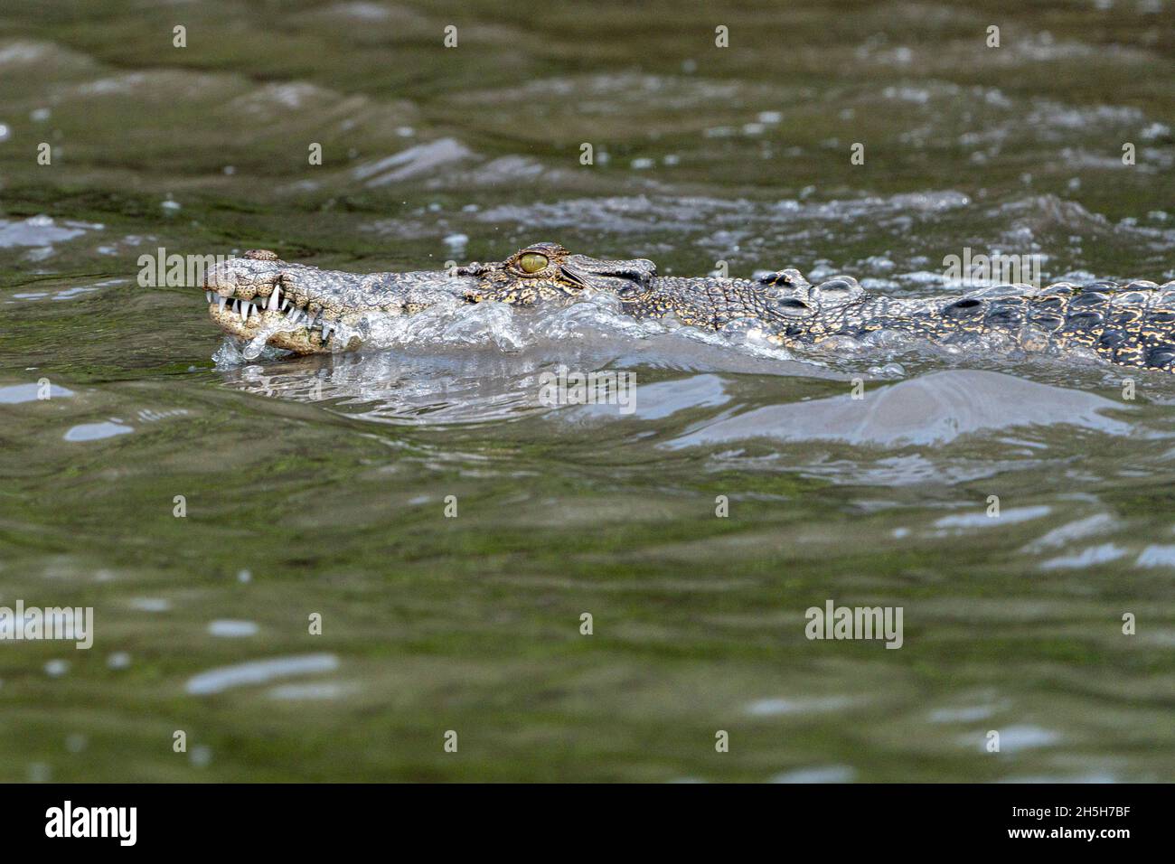 Estuarine crocodile or saltwater crocodile (Crocodylus porosus) swimming in muddy water. North Queensland, Australia Stock Photo