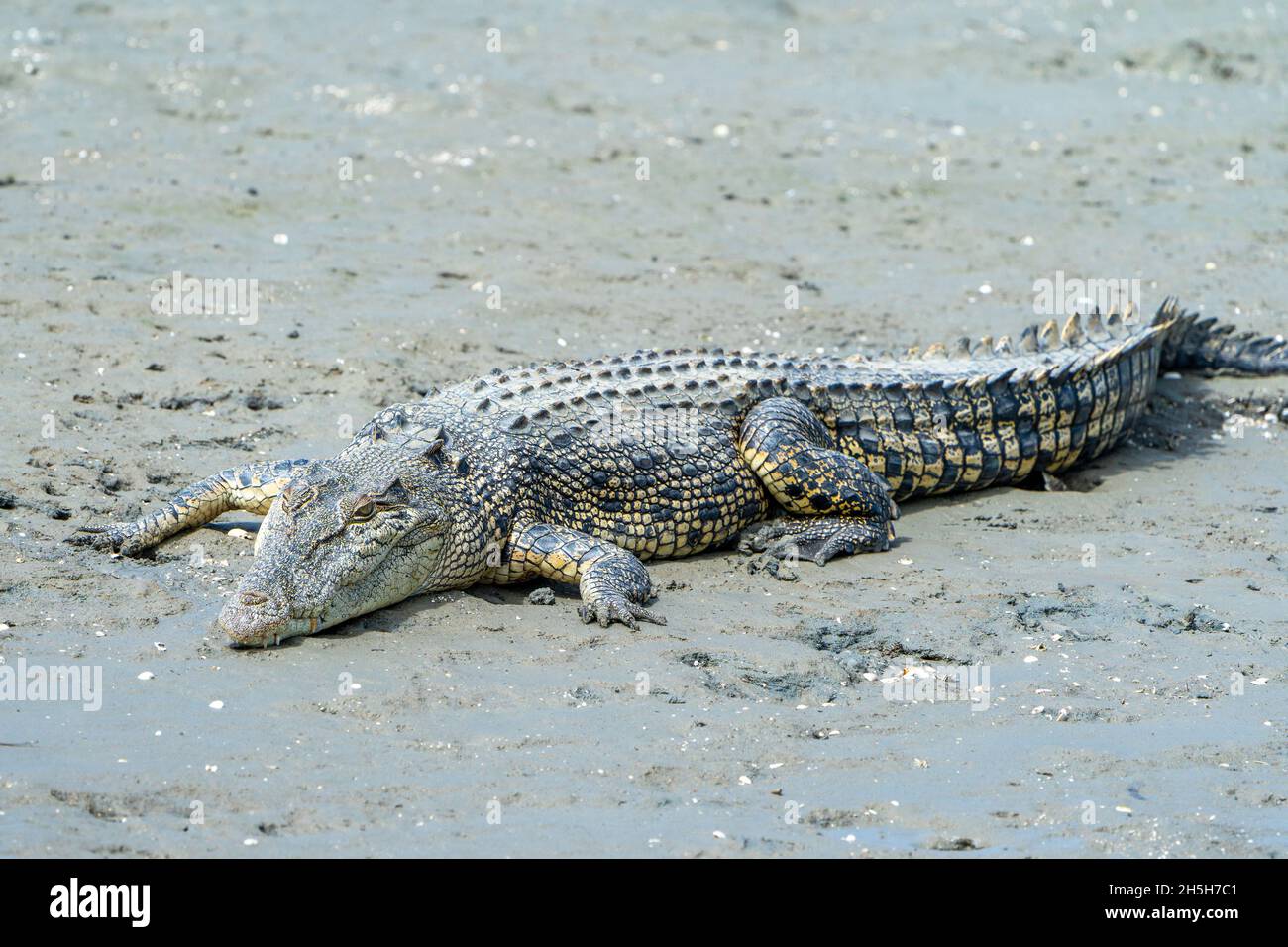 Estuarine crocodile or saltwater crocodile (Crocodylus porosus) sunning itself on mud flat at low tide. North Queensland, Australia Stock Photo