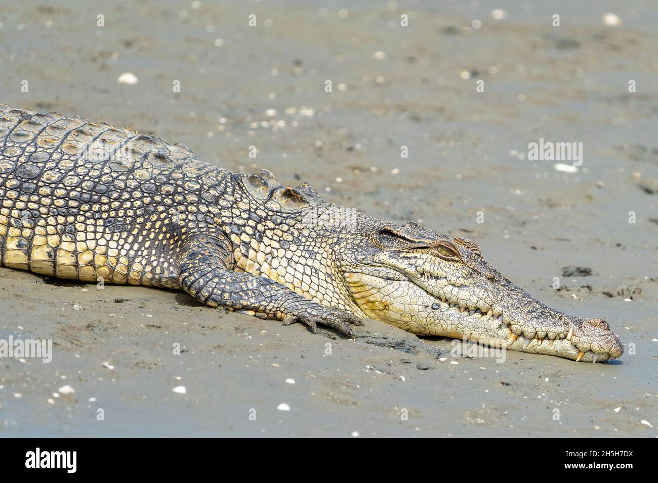 Estuarine crocodile or saltwater crocodile (Crocodylus porosus) sunning itself on mud flat at low tide. North Queensland, Australia Stock Photo