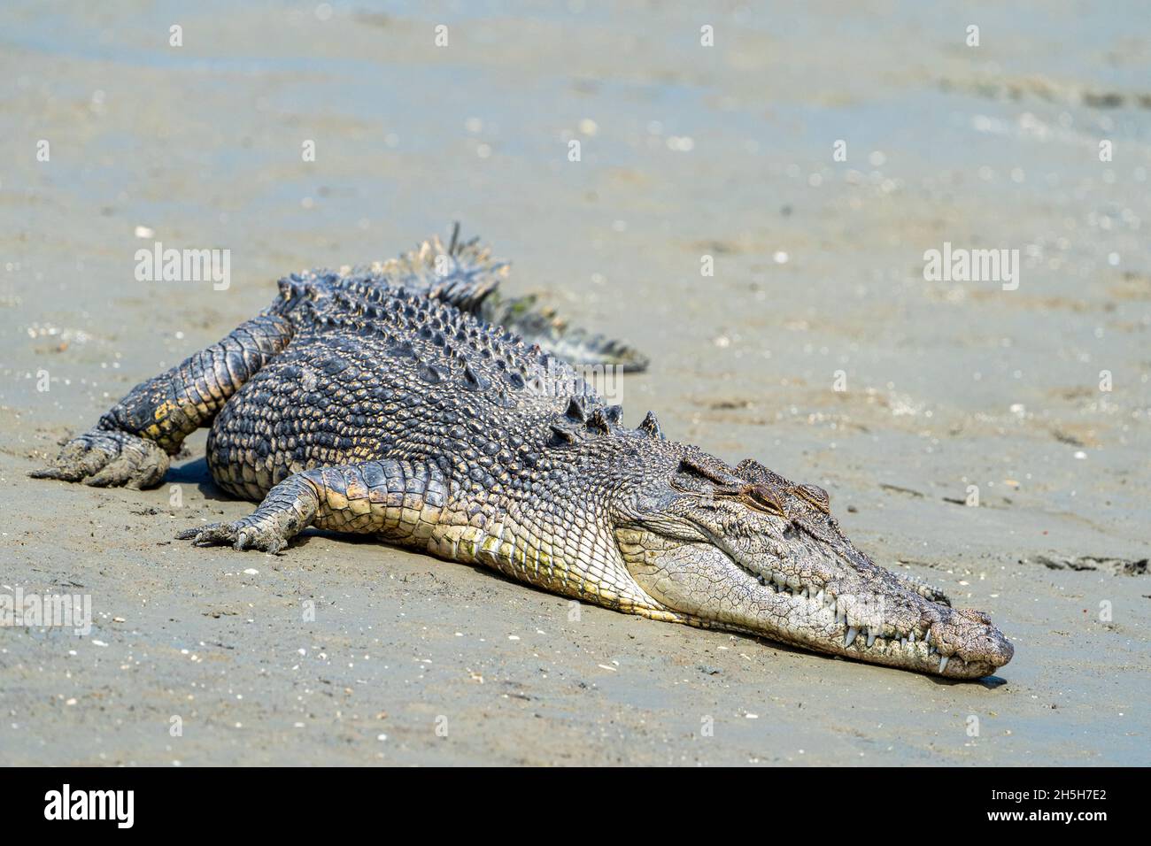 Estuarine crocodile or saltwater crocodile (Crocodylus porosus) sunning itself on mud flat at low tide. North Queensland, Australia Stock Photo