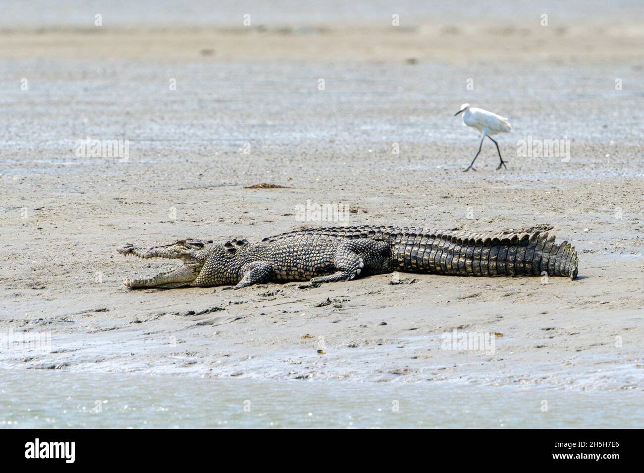 Estuarine crocodile or saltwater crocodile (Crocodylus porosus) sunning itself on mud flat at low tide. North Queensland, Australia Stock Photo