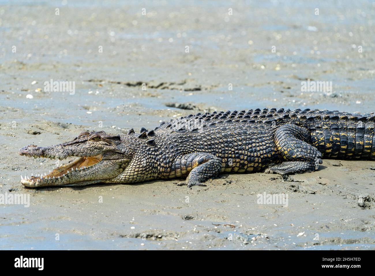 Estuarine crocodile or saltwater crocodile (Crocodylus porosus) sunning itself on mud flat at low tide. North Queensland, Australia Stock Photo