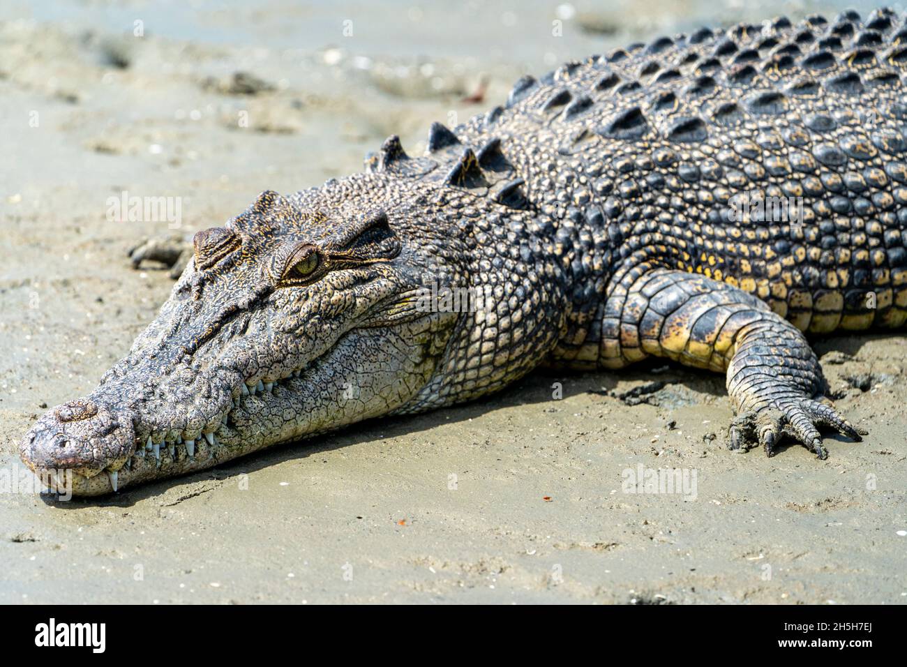 Estuarine crocodile or saltwater crocodile (Crocodylus porosus) sunning itself on mud flat at low tide. North Queensland, Australia Stock Photo